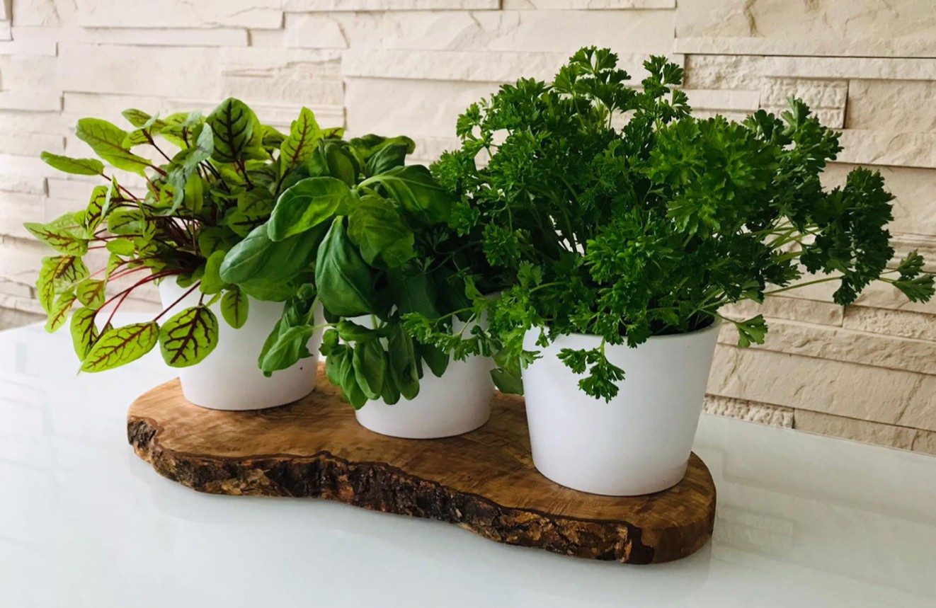 Olivenholz-erleben Kräuterbeet 3er Kräuterstation auf Olivenholz-Sockel (Se günstig online kaufen