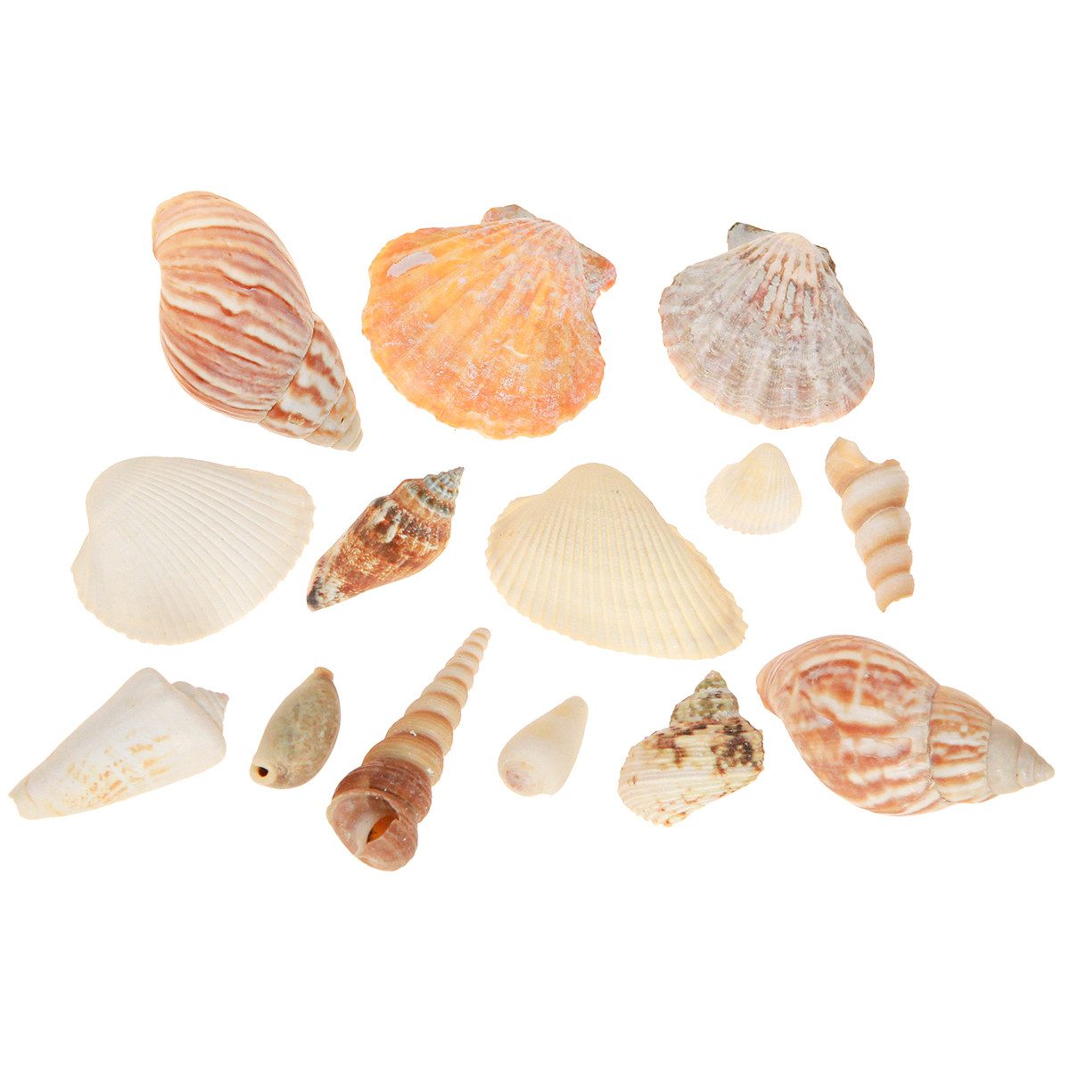 Kaemingk Bastelnaturmaterial Muschel Deko Natur 350g 3er Set Maritim Sommerdeko