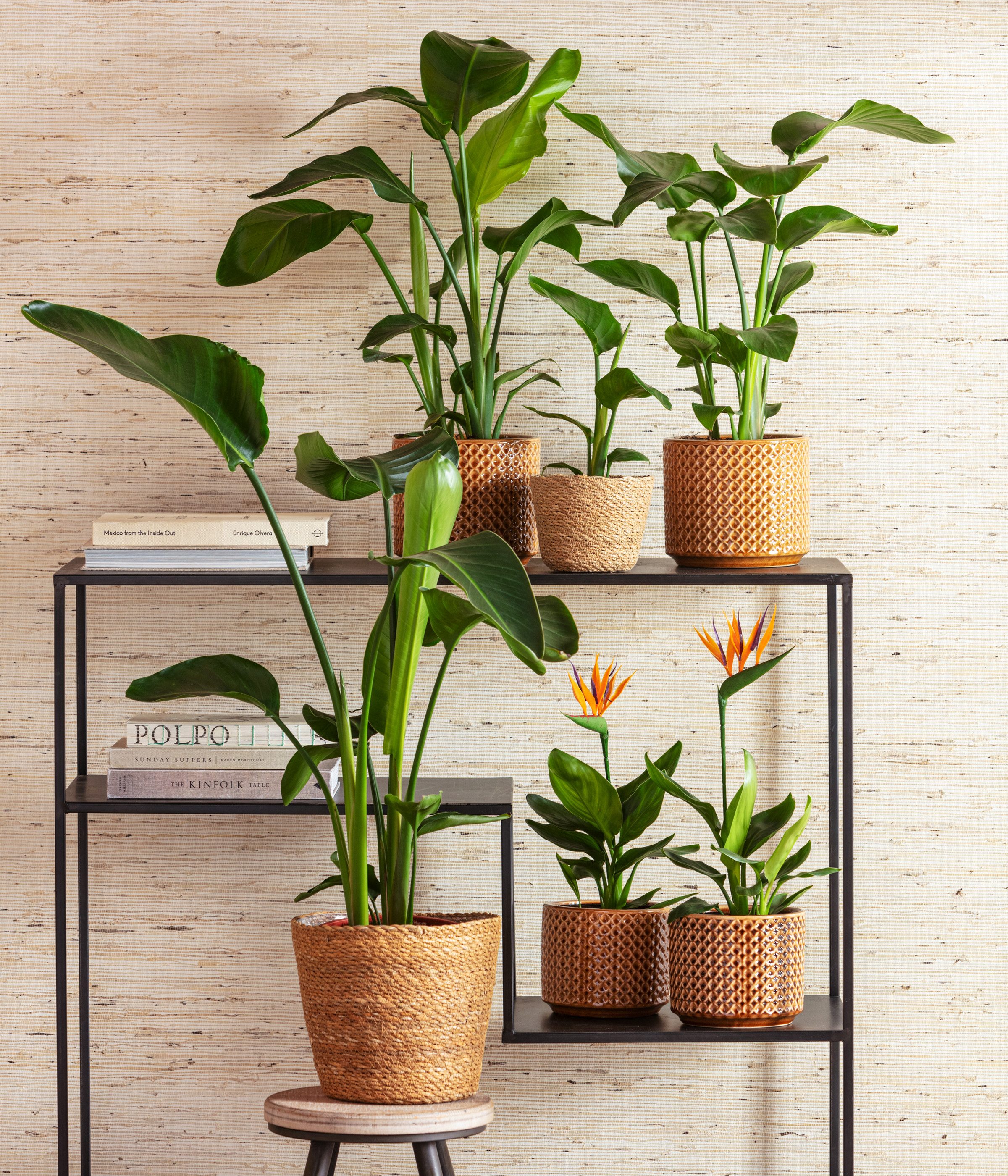 Dehner Kübelpflanzen Baumstrelitzie, Strelitzia nicolai, tropische Pflanze, versch. Größen, imposante, wärmeliebende Grünpflanze mit niedrigem Wasserbedarf