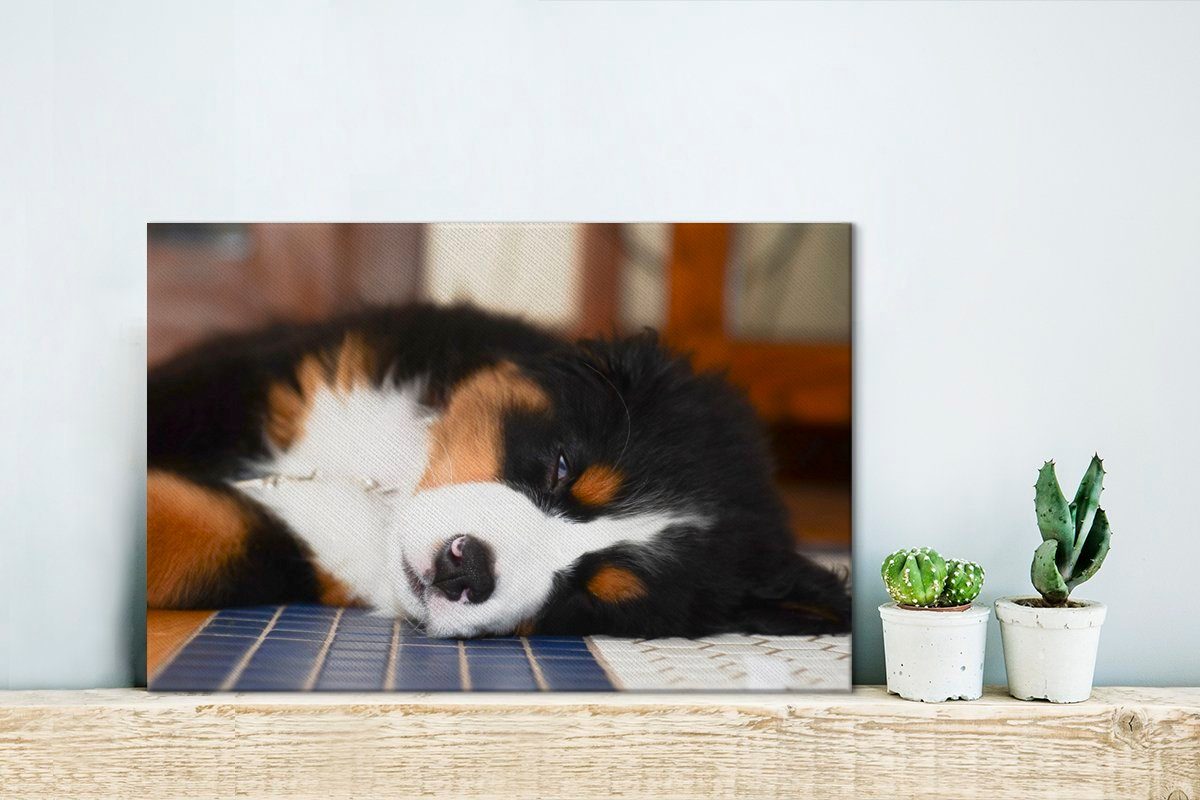 Wandbild schläft Wanddeko, OneMillionCanvasses® Berner (1 cm Leinwandbild Sennenhund Liebenswerter 30x20 St), Leinwandbilder, Aufhängefertig, ein,