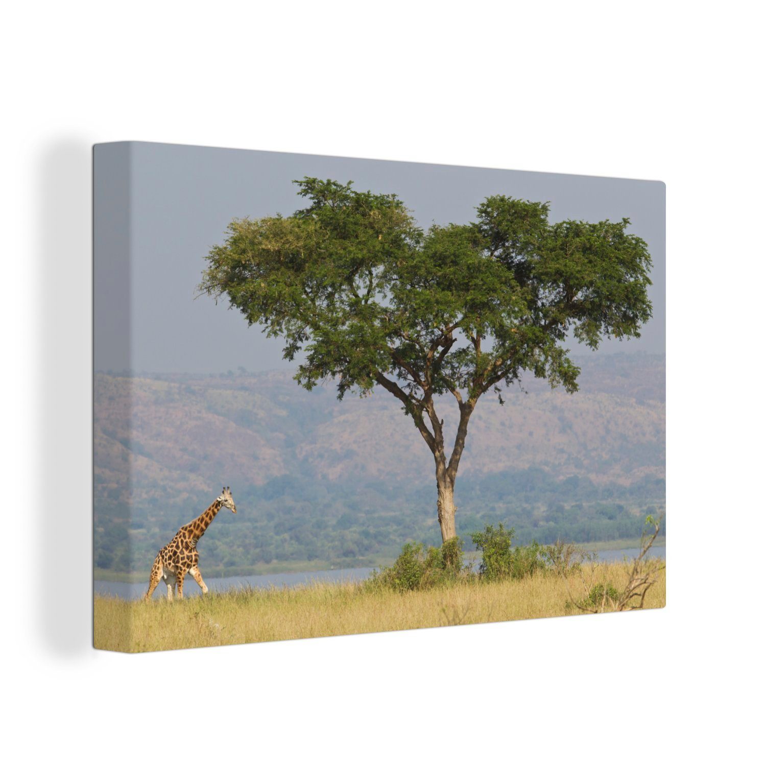 OneMillionCanvasses® Leinwandbild Eine Giraffe in der Savanne des Murchison Falls National Park, (1 St), Wandbild Leinwandbilder, Aufhängefertig, Wanddeko, 30x20 cm