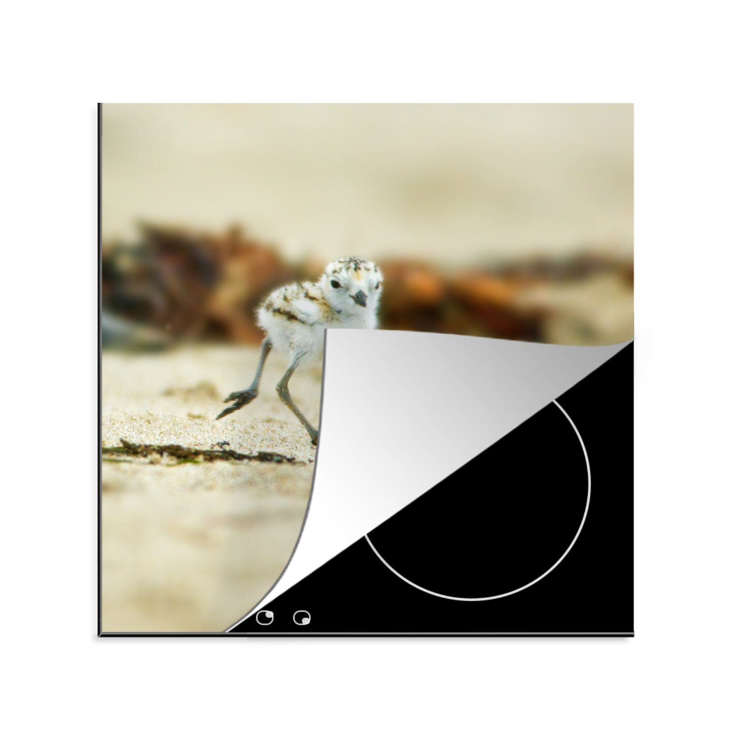 MuchoWow Herdblende-/Abdeckplatte Seeregenpfeifer-Baby spaziert am Strand, Vinyl, (1 tlg), 78x78 cm, Ceranfeldabdeckung, Arbeitsplatte für küche