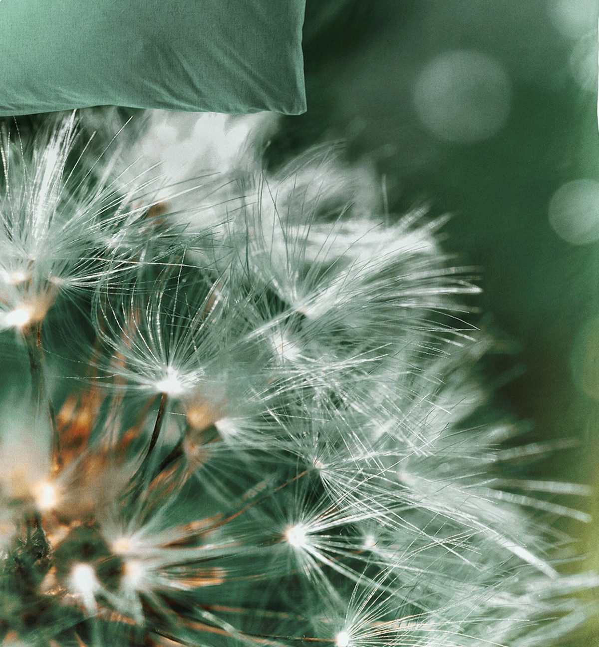 JACK Wendebettwäsche 135x200cm Digitaldruck Pusteblume Grün Bierbaum, Satin, 2 teilig, seidiger Glanz, elegantes Motiv in Olive