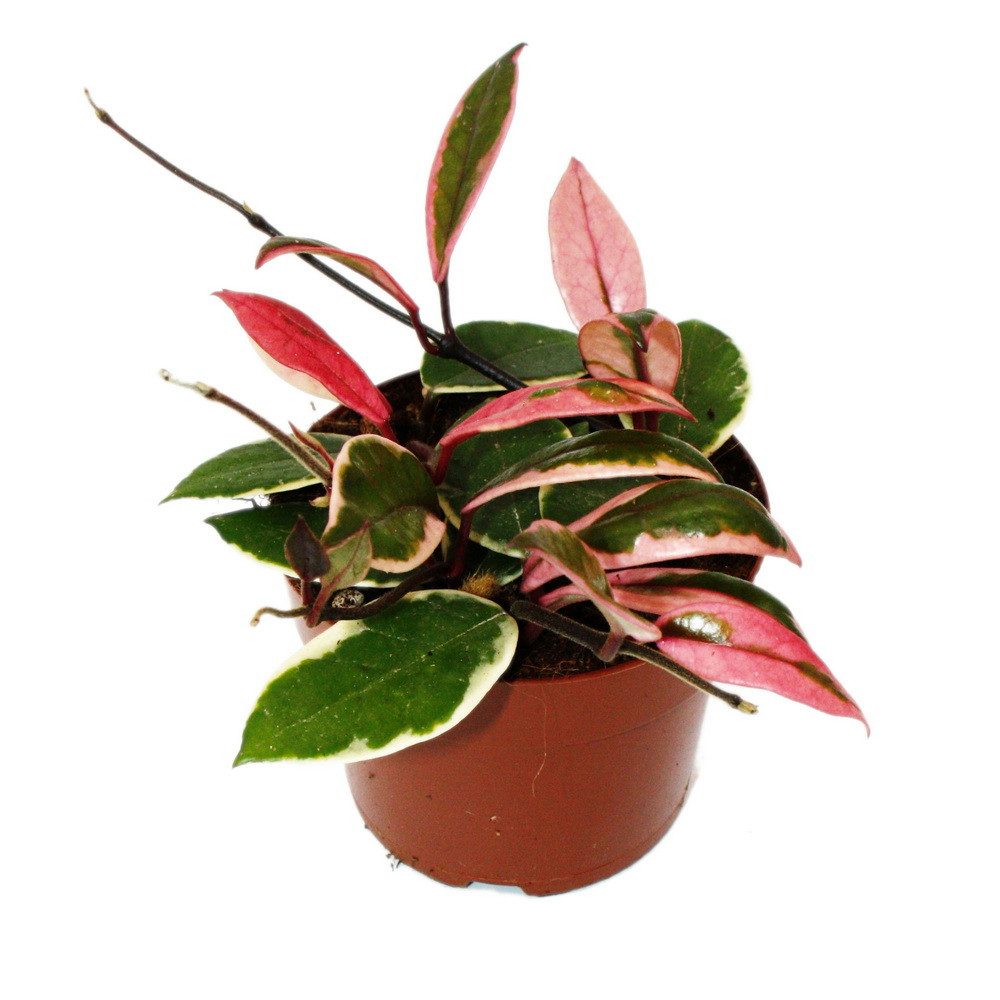 Exotenherz Zimmerpflanze Hoya carnosa Flamingo Dream Zimmerpflanze mit rosa günstig online kaufen