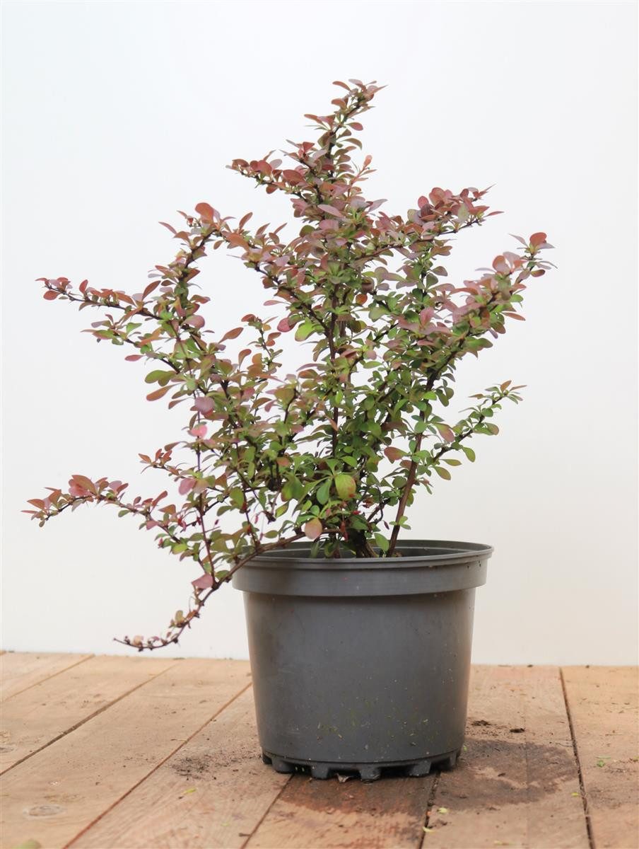 Gehölze Berberis thunb. Atropurpurea Nana