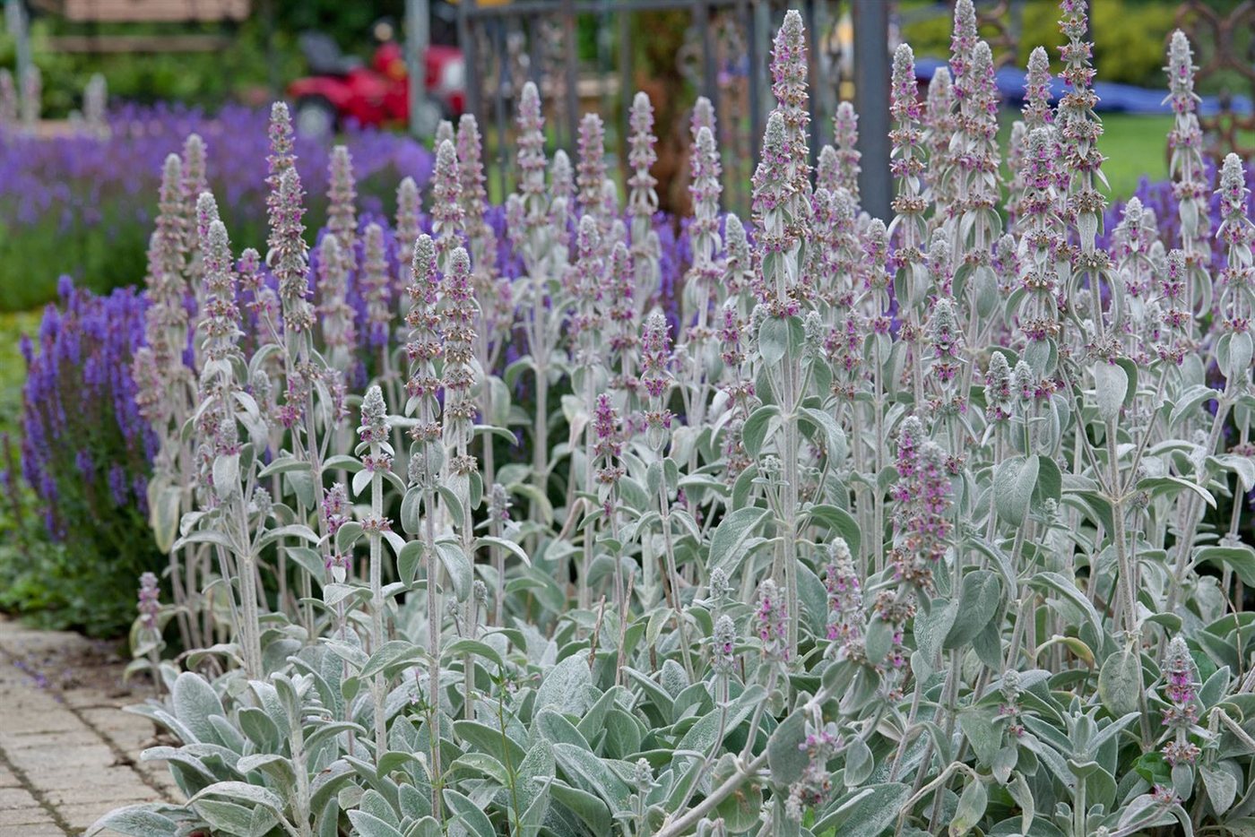 Pflanzen für Dich Staude Stachys byz. Silky Fleece, 1 St., Wollziest, Eselsohr, Hasenohr
