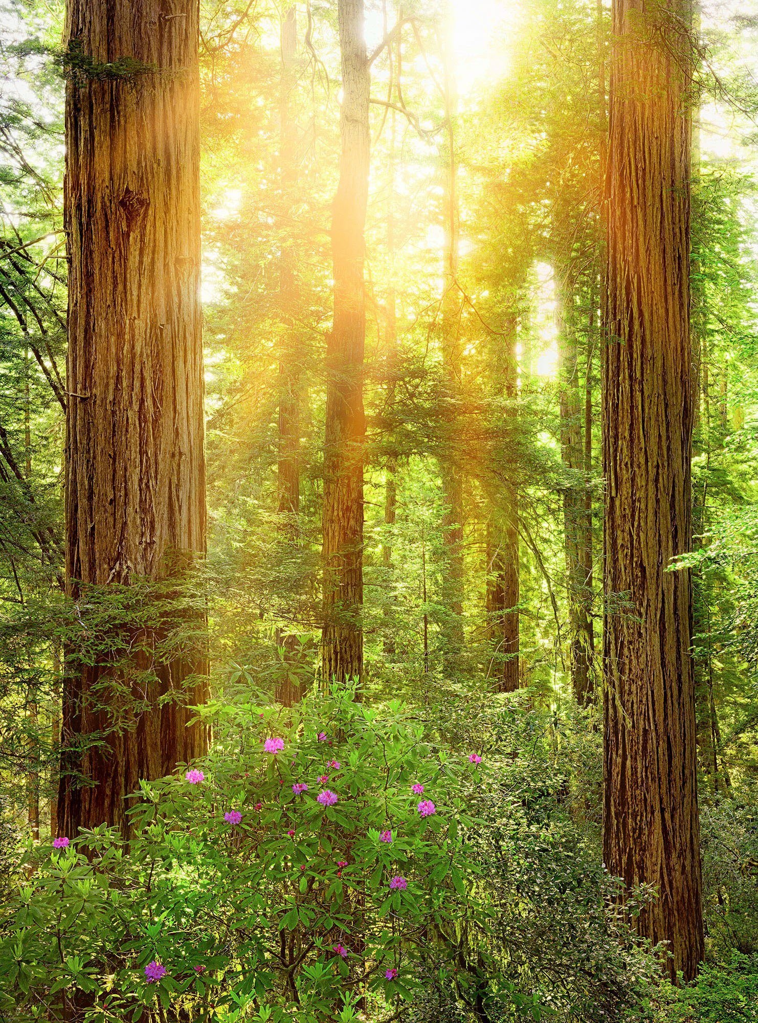 Höhe) Redwood, (1 St), Komar (Breite Vliestapete cm 200x260 x
