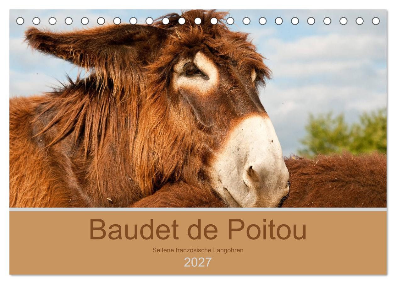 CALVENDO Wandkalender Baudet de Poitou - Seltene französische Langohren (Tischkalender 2027
