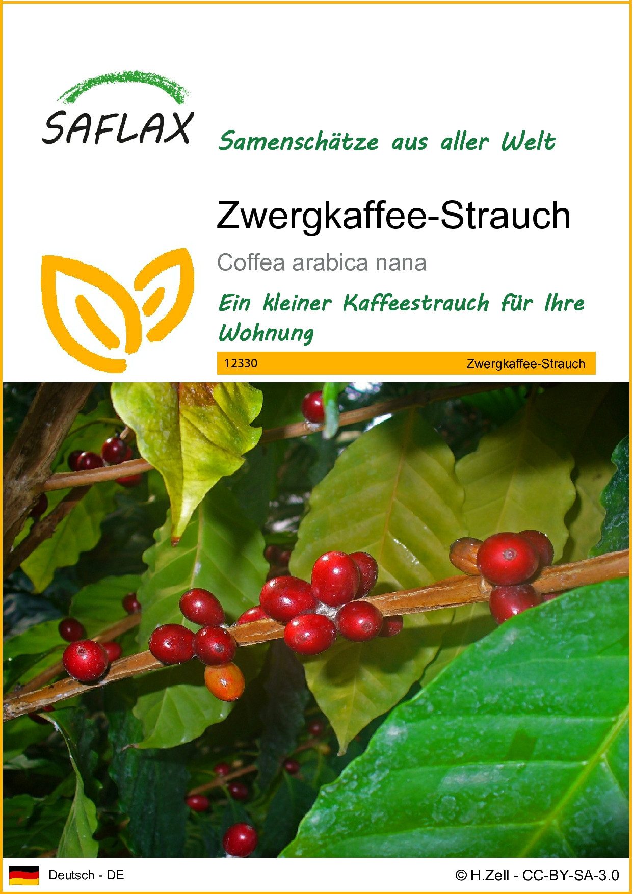 SAFLAX Blumensamen SAFLAX - Samen - Zwergkaffee-Strauch
