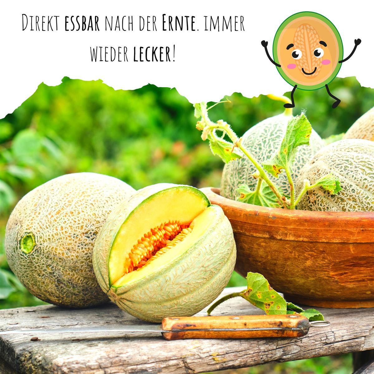 HappySeed Blumensamen Zuckermelone Samen - Cucurbita melo, Obst – Bild 3 von 5