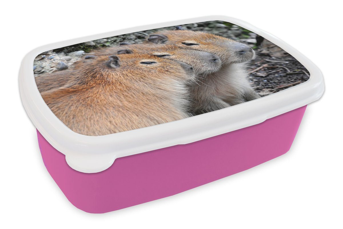 MuchoWow Lunchbox Drei Wasserschweine ruhen Brotbox Snackbox, rosa einer Kunststoff in Kunststoff, Reihe, (2-tlg), Mädchen, Erwachsene, Kinder, Brotdose für