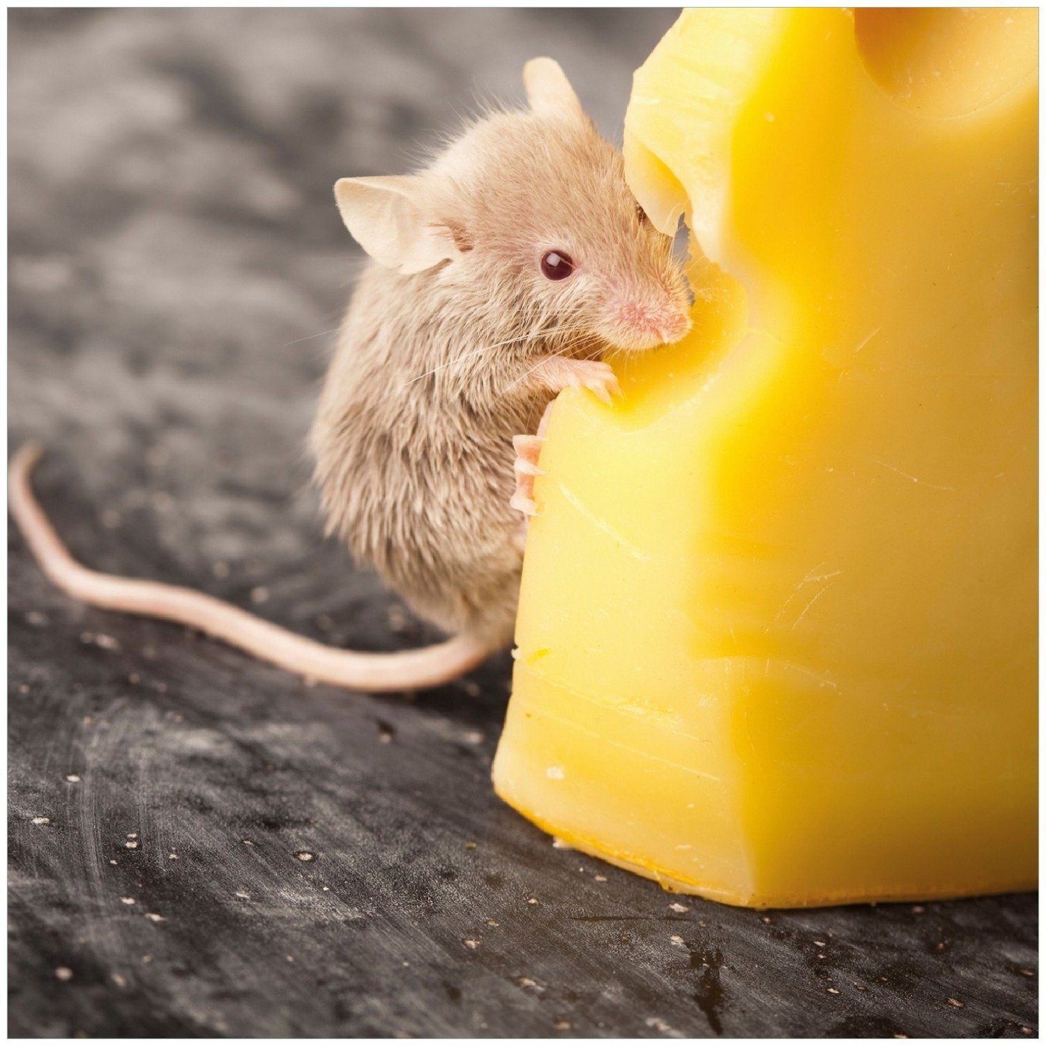 Wallario Memoboard Süße Maus knabbert an einem Käse in der Küche