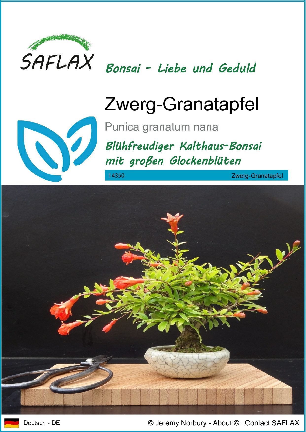 SAFLAX Blumensamen SAFLAX - Samen - Zwerg-Granatapfel