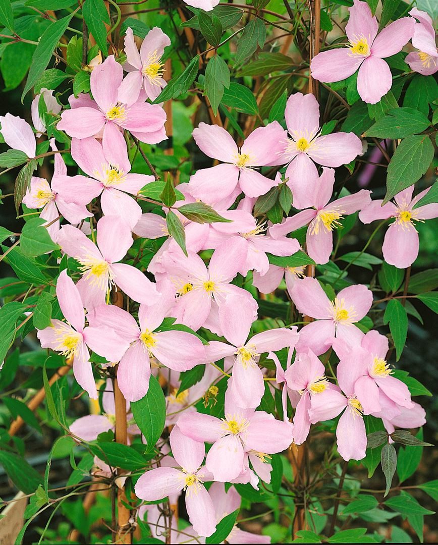Pflanzen für Dich Kletterpflanze Clematis montana Fragant Spring, 1 St., Berg-Waldrebe, Anemonen-Waldrebe, duftend, frühblühend