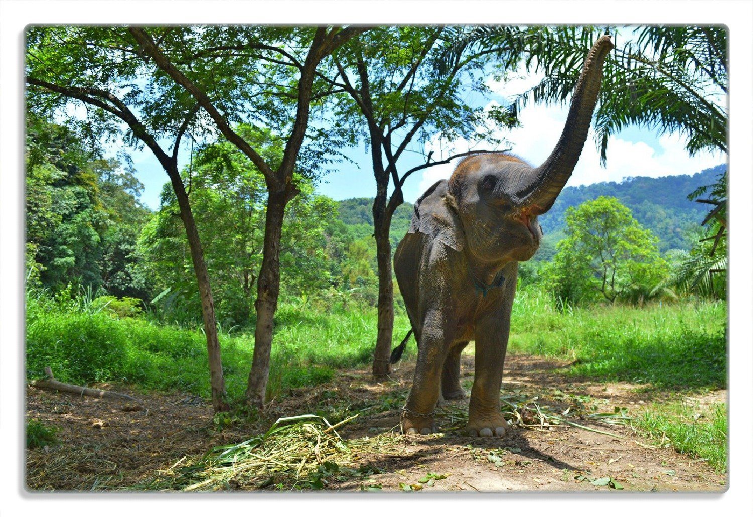 Wallario Frühstücksbrett Junger Elefant im Dschungel, (inkl. rutschfester Gummifüße 4mm, 1-St), 20x30cm