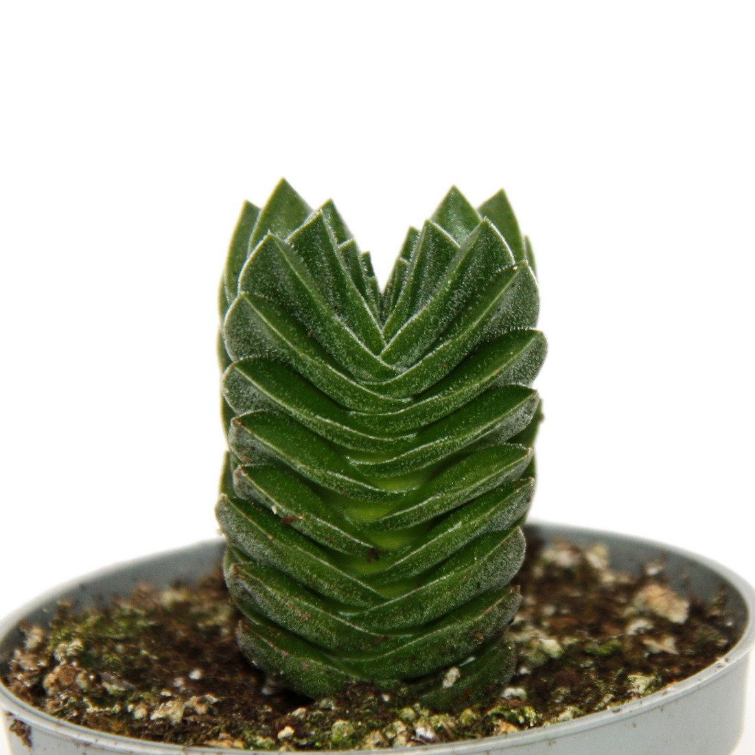 Exotenherz Kaktus Sukkulente - Crassula Buddhas Tempel - Mini-Dickblatt - 6cm Topf – Bild 2 von 3