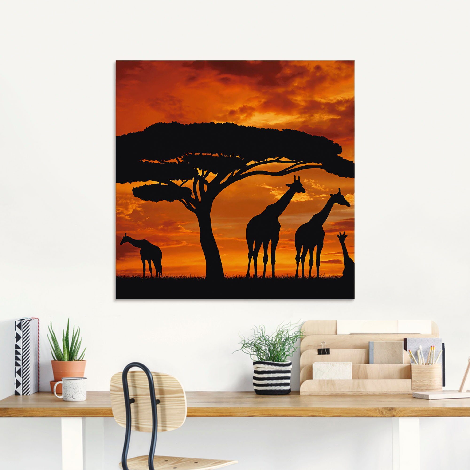 in Giraffen von (1 Wildtiere Artland St), Herde verschiedenen Sonnenuntergang, im Größen Glasbild