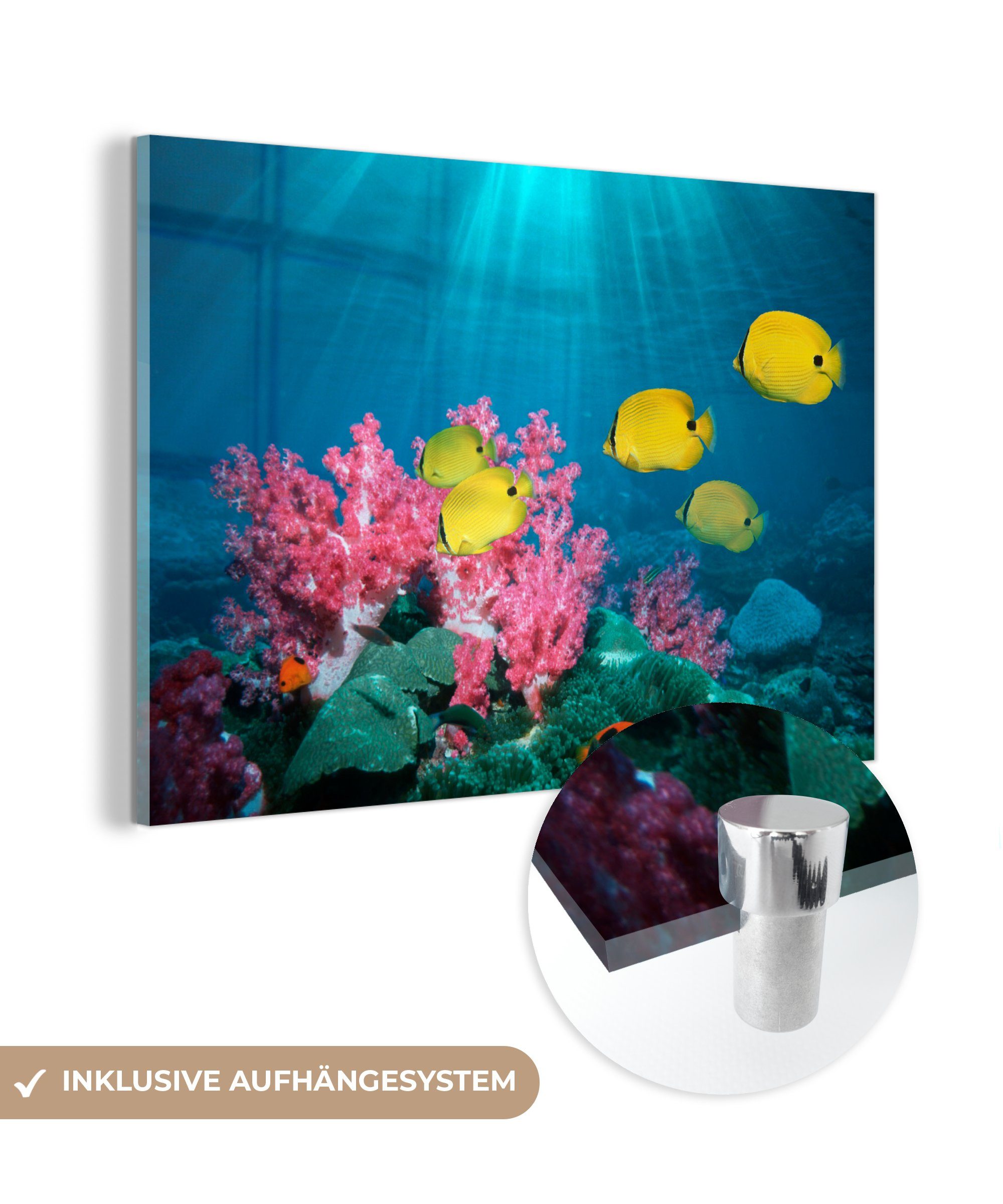 MuchoWow Acrylglasbild Fisch - Koralle - Licht, (1 St), Acrylglasbilder Wohnzimmer & Schlafzimmer