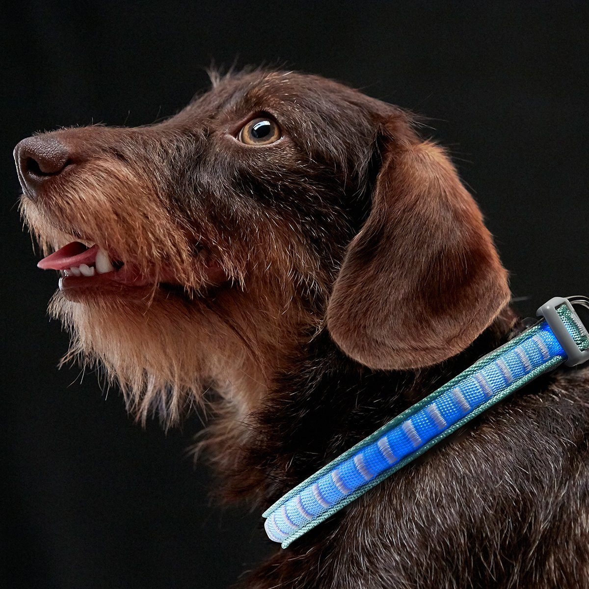 MeLiTec Hundeleinen-Führungsstange LED-Hundehalsband B106