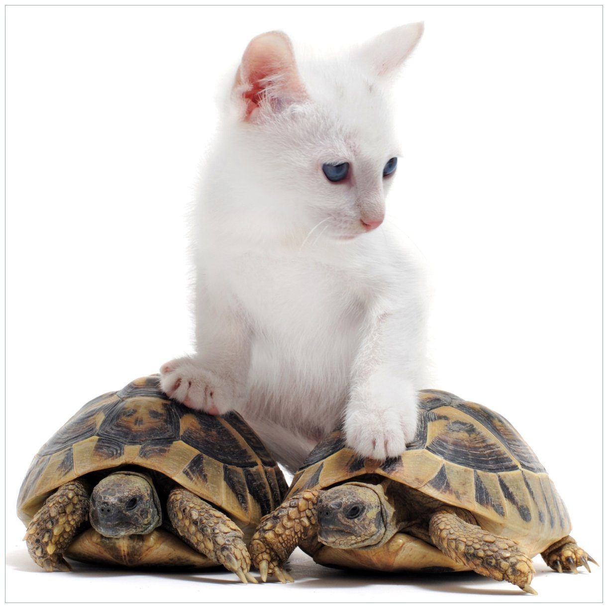 Wallario Tischplatte Katze auf Schildkröten (1 St), für Ikea Lack Tisch geeignet