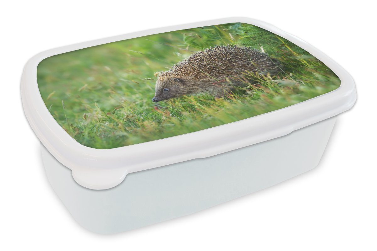 MuchoWow Lunchbox Igel steht im Gras, Kunststoff, (2-tlg), Brotbox für Kinder und Erwachsene, Brotdose, für Jungs und Mädchen weiß