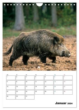 CALVENDO Wandkalender Schweine 2024 (Wandkalender 2024 DIN A4 hoch), CALVENDO Monatskalender