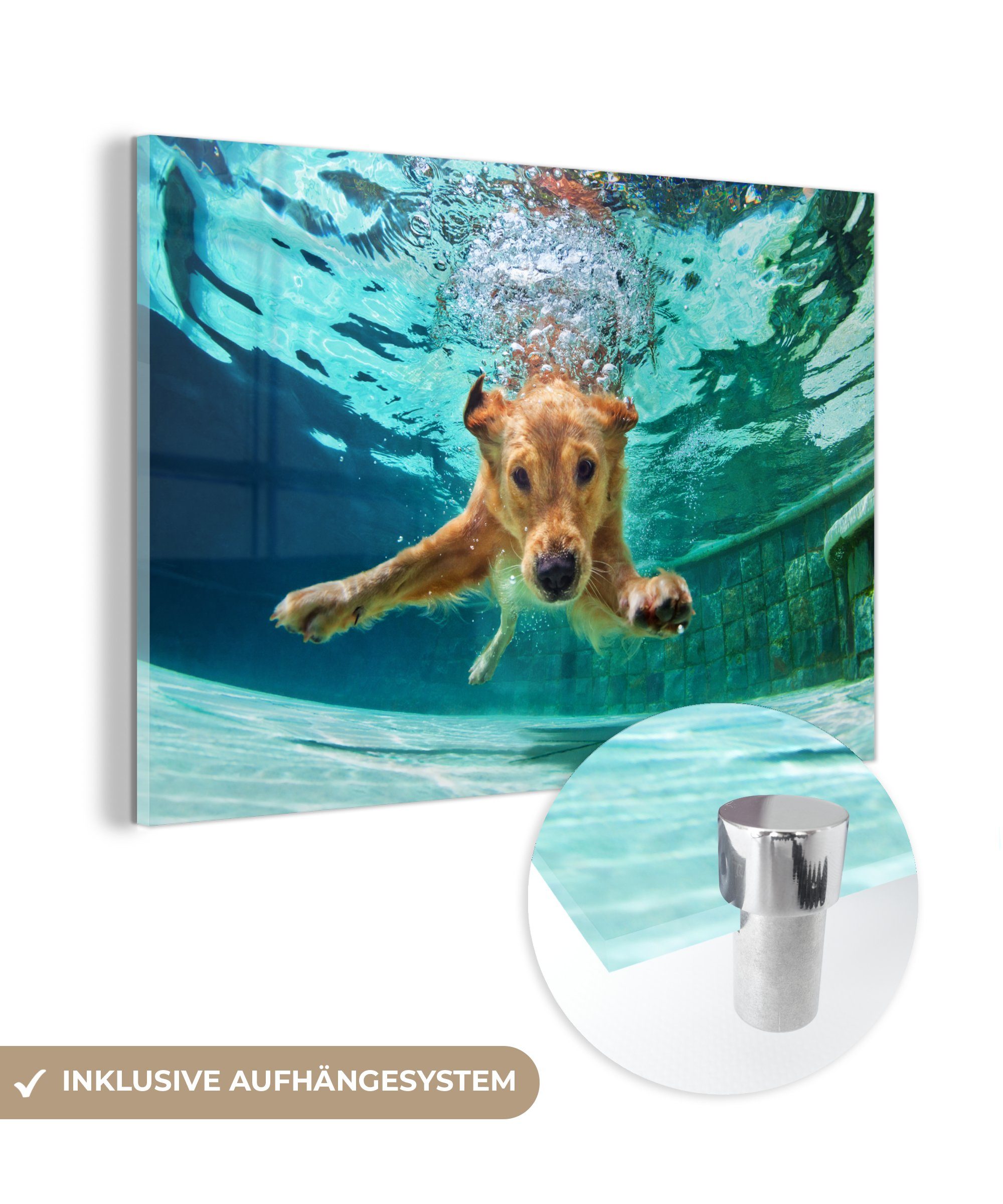 Wandbild Foto - MuchoWow - auf - - Hund Pool Acrylglasbild Glasbilder Glas Glas Wanddekoration auf - St), Wasser, Bilder (1