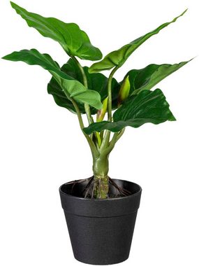 Künstliche Zimmerpflanze »Set aus Grünpflanzen« Grünpflanzen, Creativ green, Höhe 26 cm, 3er Set