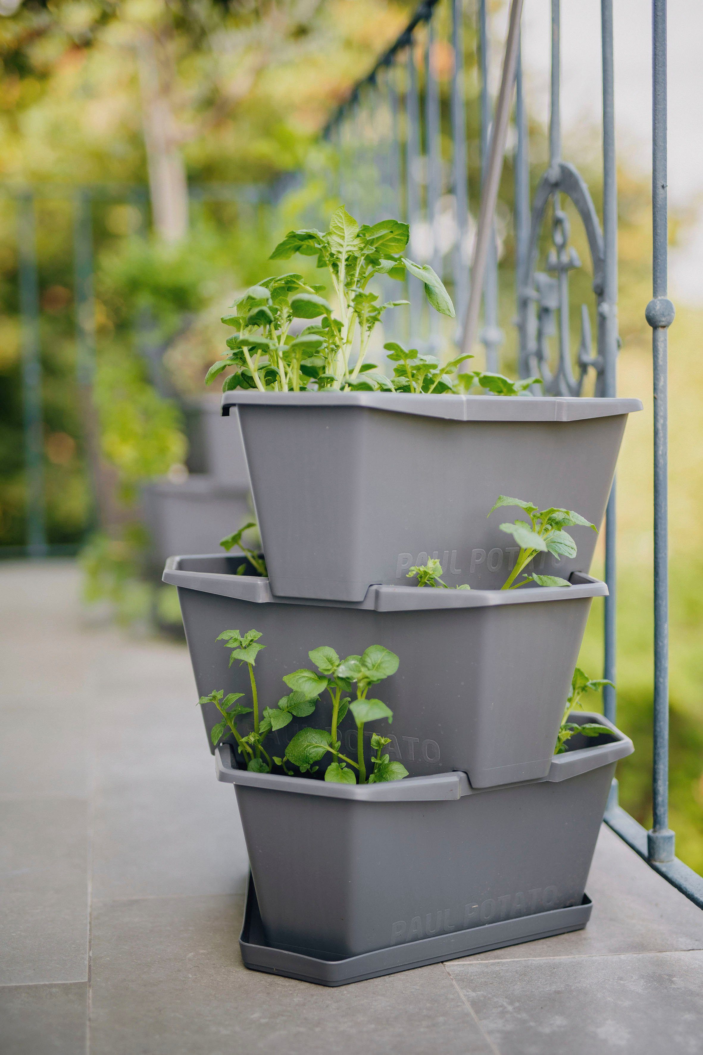 simpler von 3 Pflanzkübel Kartoffeln PAUL Gusta Garden stapelbar, inkl. anthrazit Untersetzer, Anbau Kartoffelturm, POTATO Etagen