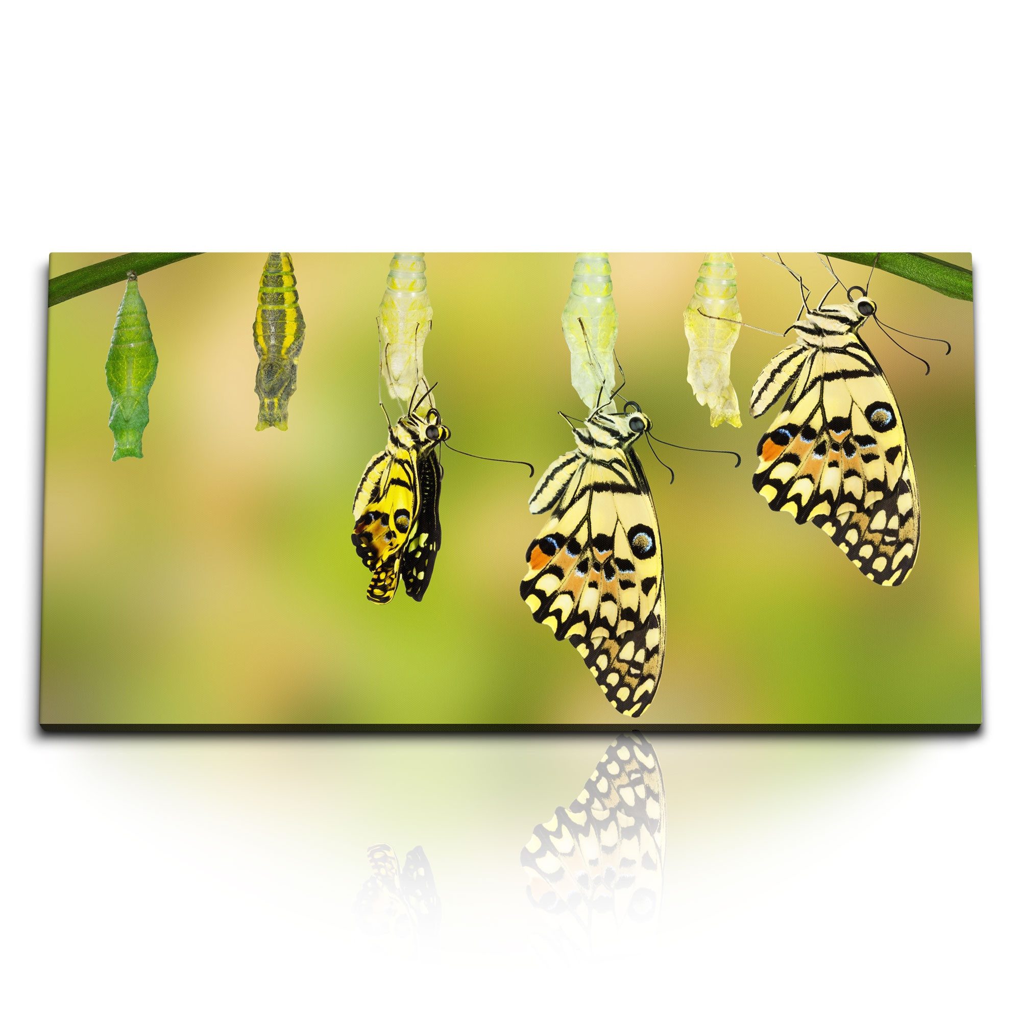 Leinwandbild Kunstdruck Bilder 120x60cm Schmetterlinge Metamorphose Natur Grün