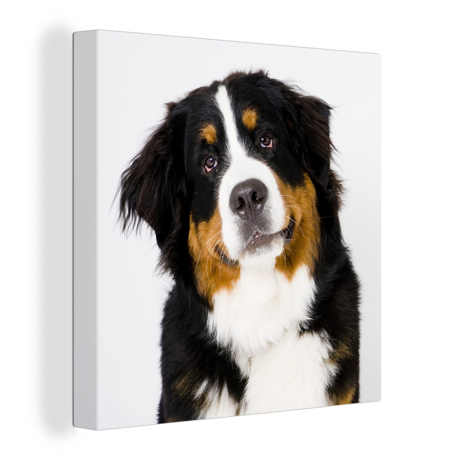 OneMillionCanvasses® Leinwandbild Porträtfoto eines Berner Sennenhundes, (1 St), Leinwand Bilder für Wohnzimmer Schlafzimmer