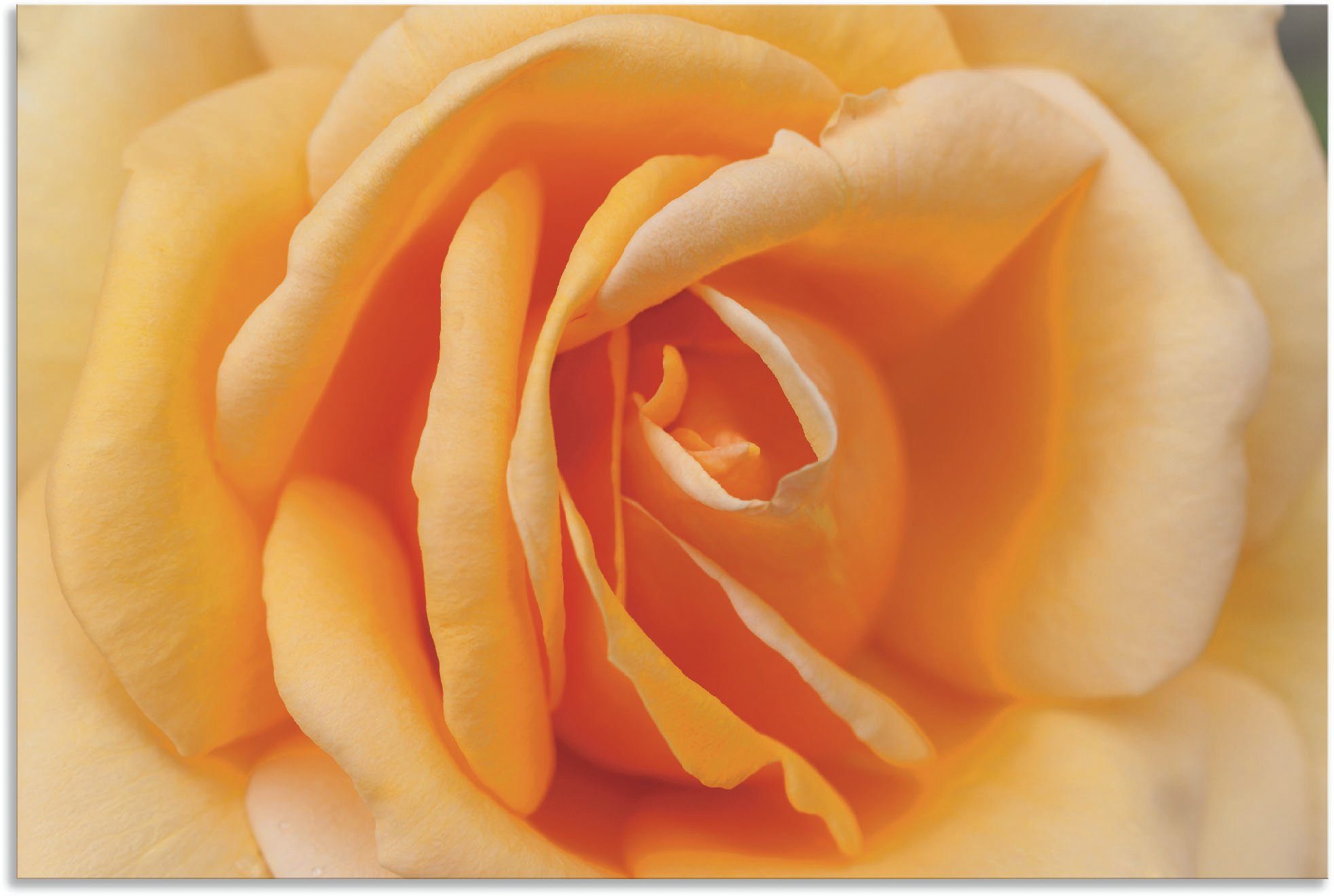 [Neu eingeführt] Rose oder St), in Blumenbilder Wandaufkleber Poster Zarte Wandbild Artland in Leinwandbild, Größen Alubild, als Orange, versch. (1