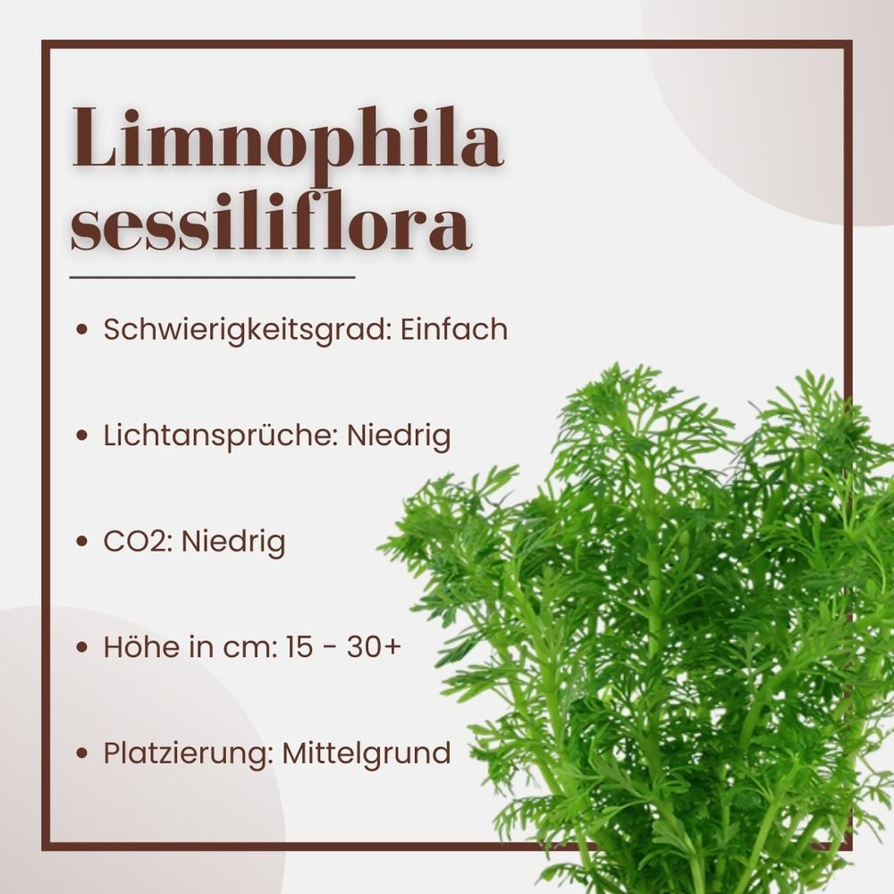 Aquaone Wasserpflanze Aquarium Pflanze 3 Stück Limnophila sessiliflora Nr.347