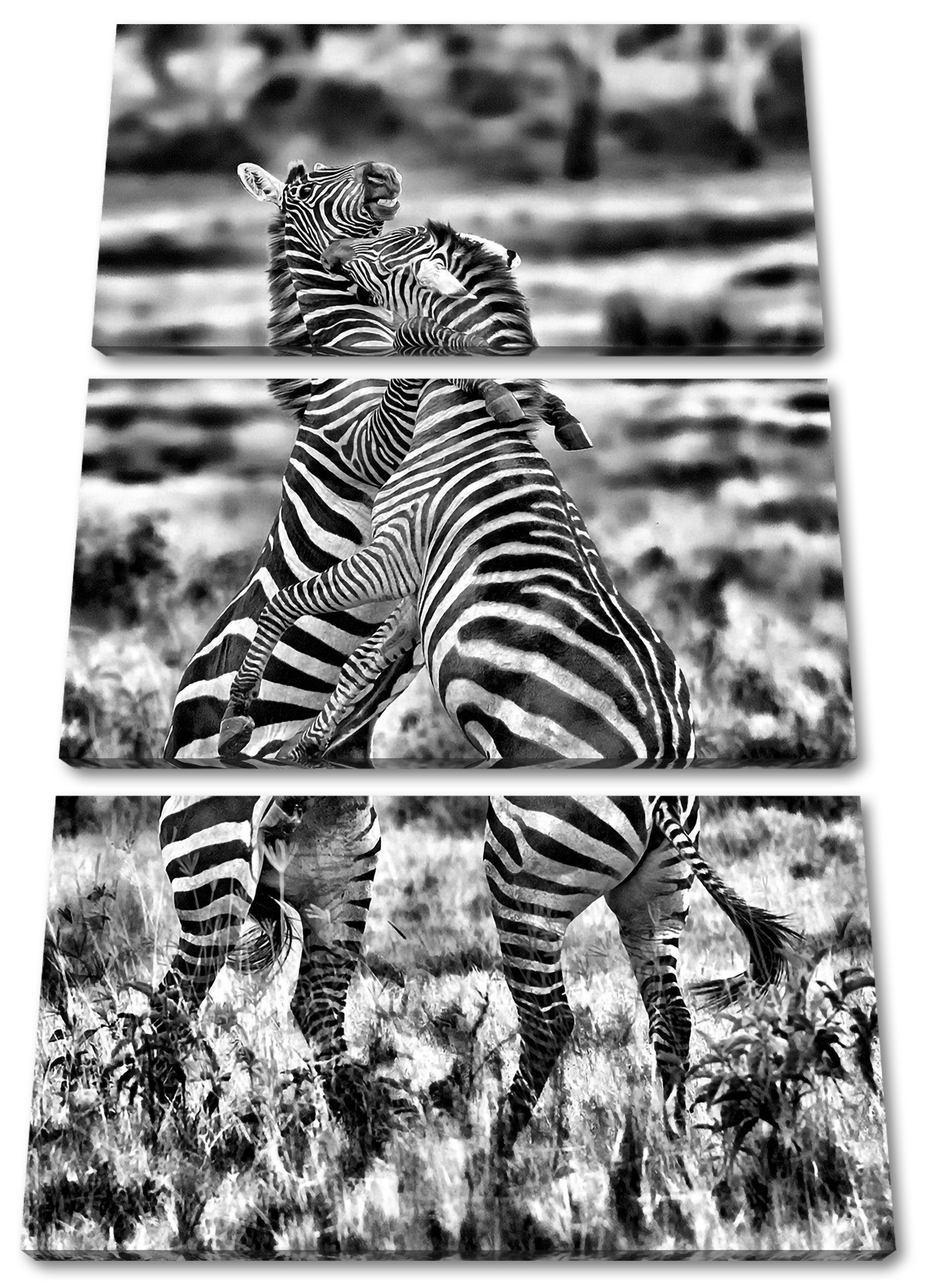 Pixxprint Leinwandbild kämpfende Zebras, kämpfende Zebras 3Teiler (120x80cm) (1 St), Leinwandbild fertig bespannt, inkl. Zackenaufhänger