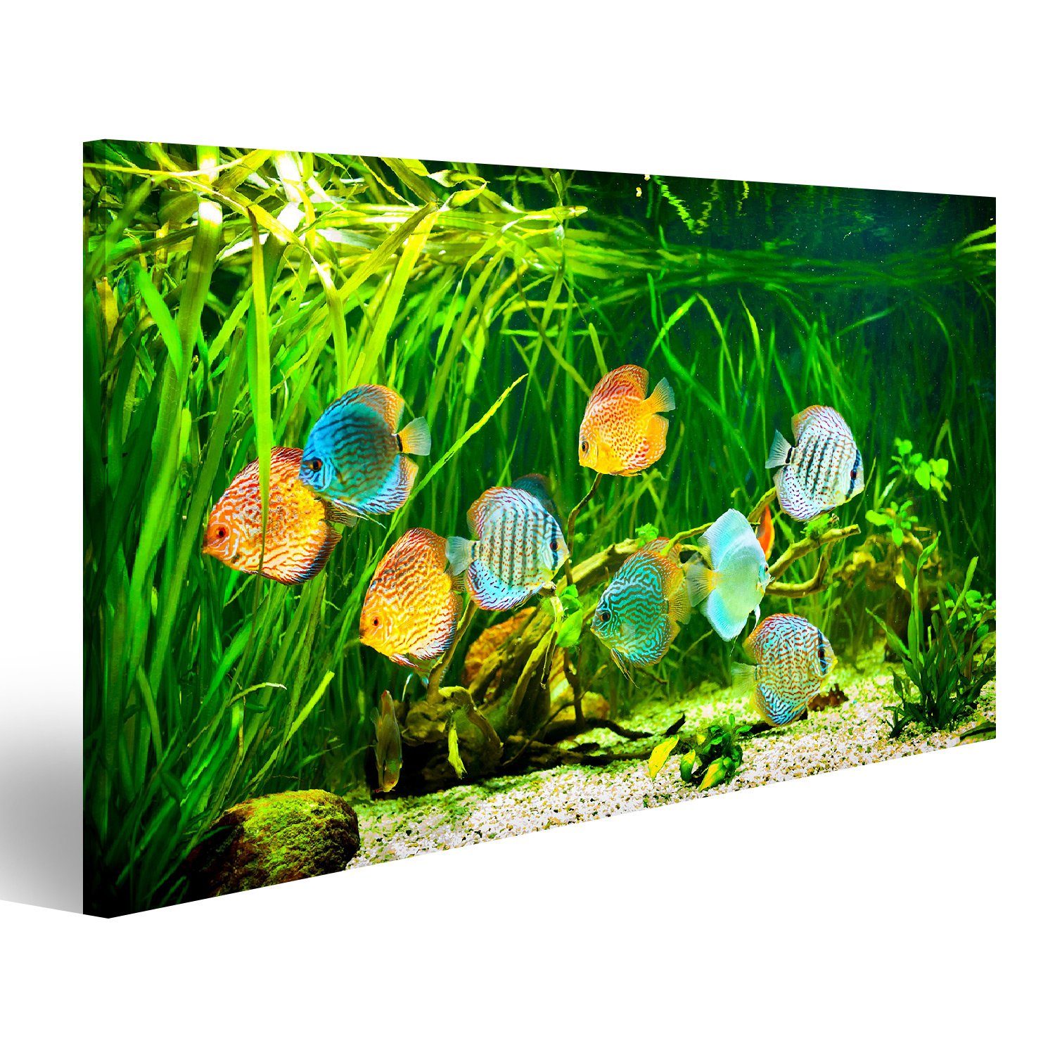 Leinwandbild Bild auf Leinwand Symphysodon Discus In Einem Aquarium Auf Einem Grüne