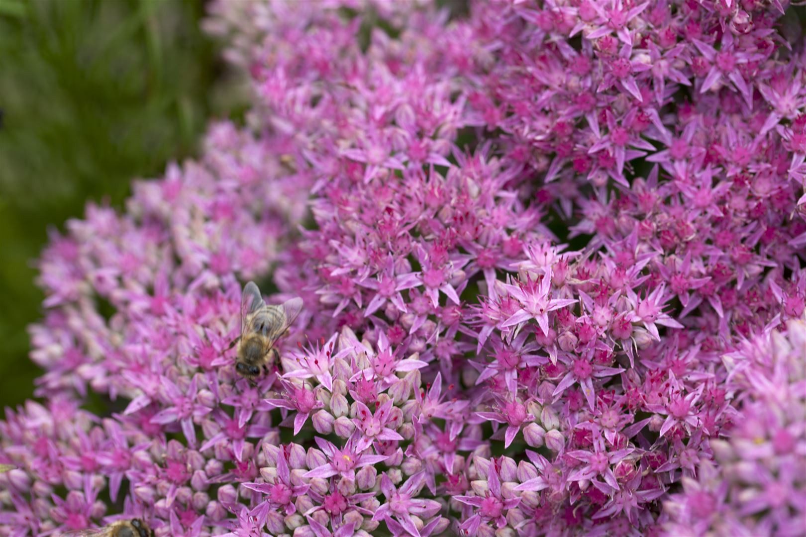 Pflanzen für Dich Staude Sedum spectabile Carl, 1 St., Prächtige Fetthenne, Herbst-Fetthenne