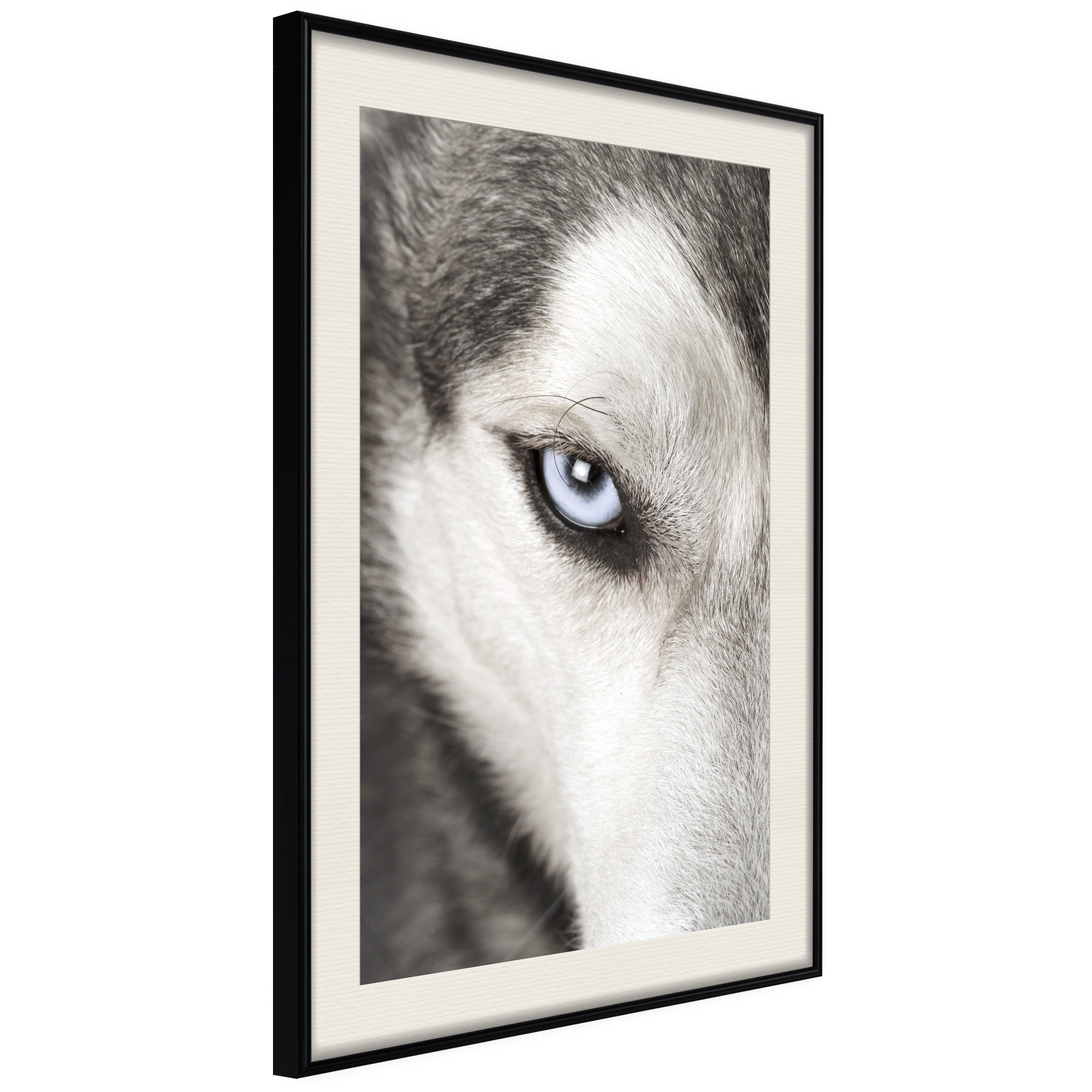 Poster Dog's Look []