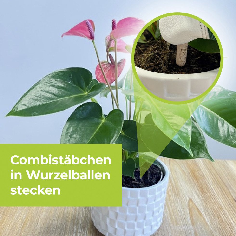 PROTECT Spezialdünger Protect Garden Lizetan Plus Combistäbchen 2 in 1 – Bild 3 von 5