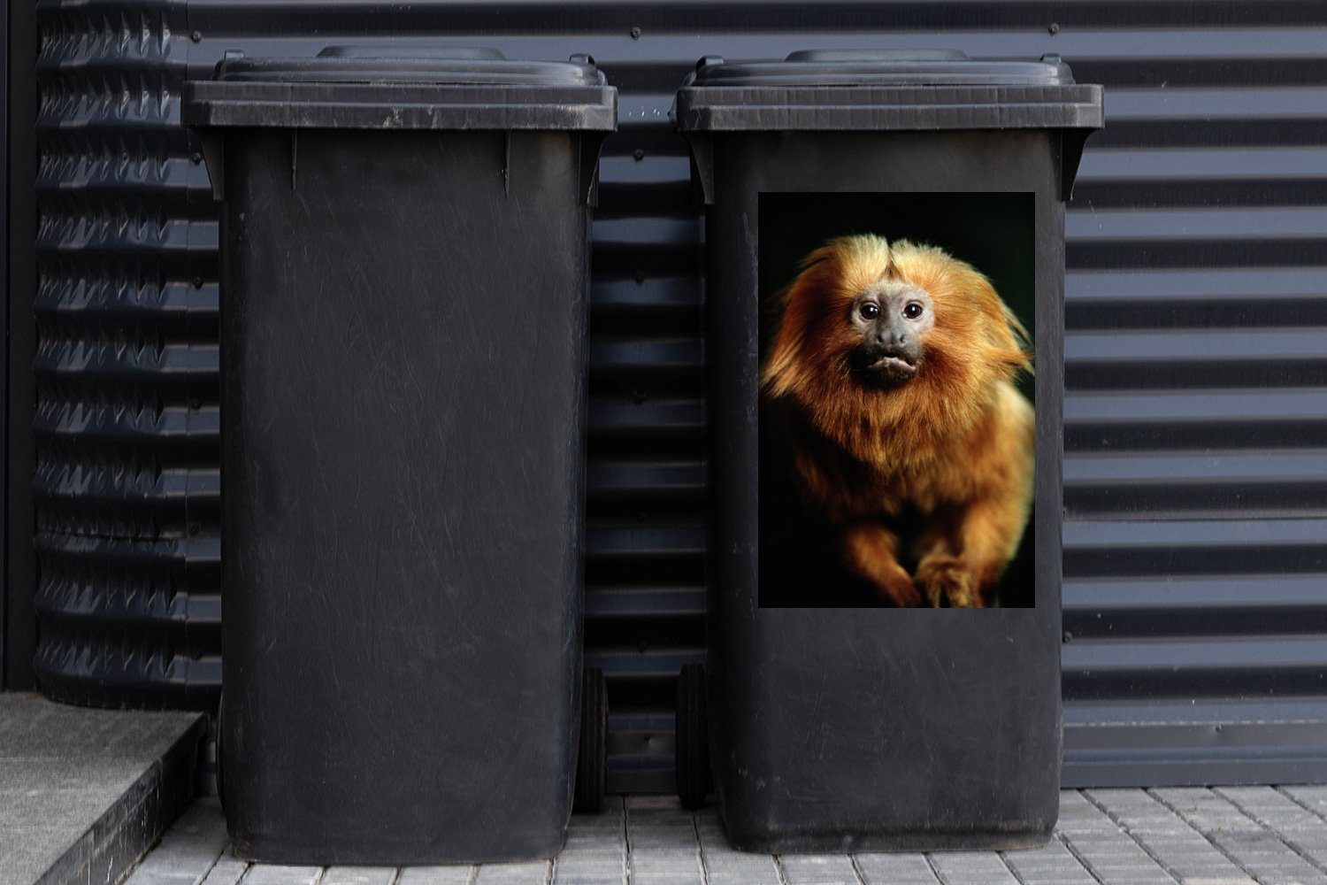 auf St), MuchoWow schwarzem die (1 in Löwenmäulchen Container, Abfalbehälter schaut Wandsticker Mülleimer-aufkleber, Sticker, goldenes Mülltonne, Ein Hintergrund