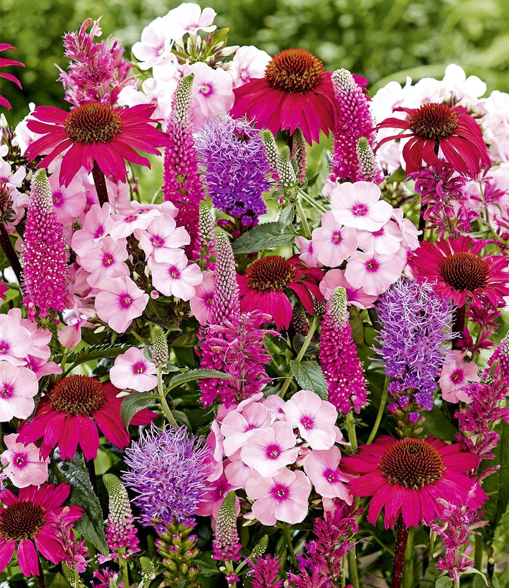 BALDUR Garten Staude 15er Stauden-Mix 'Pink Love', 15 St., Schmetterlingsparadies, winterhart, mehrjährig