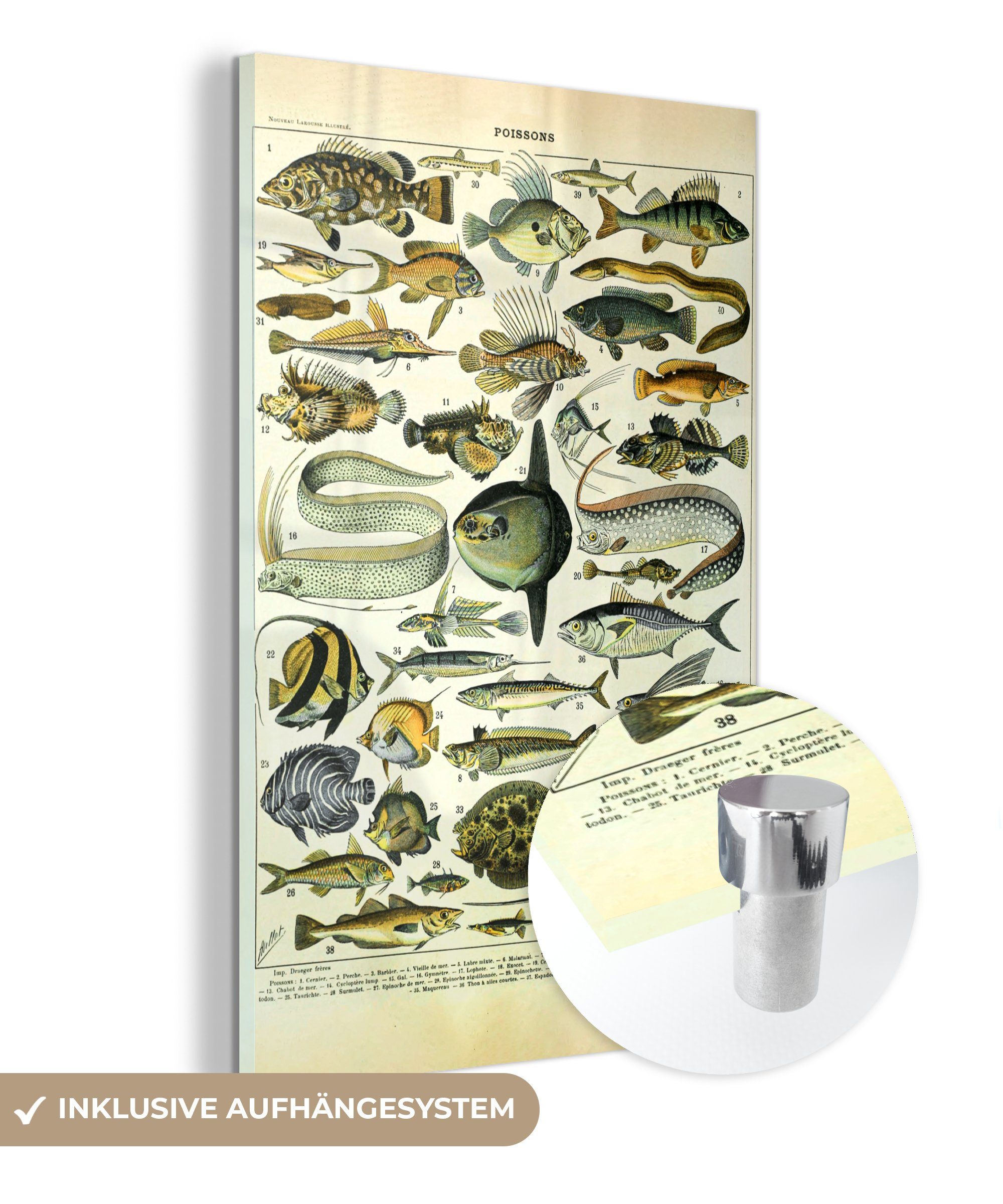 MuchoWow Acrylglasbild Adolphe Millot - Kunst - Vintage - Fische - Tiere, (1 St), Glasbilder - Bilder auf Glas Wandbild - Foto auf Glas - Wanddekoration bunt