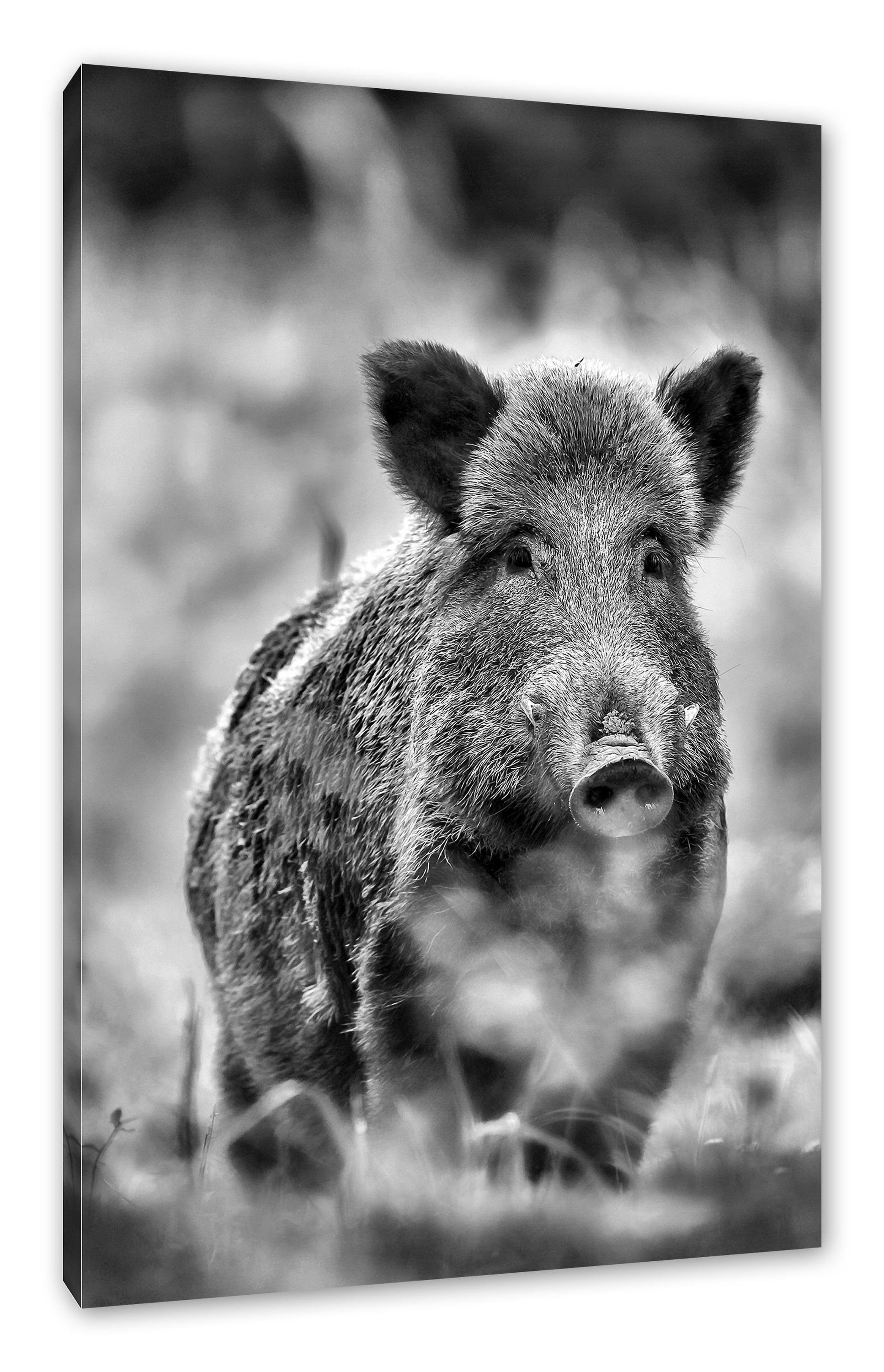 Pixxprint Leinwandbild Wildschwein auf Wiese, Wildschwein auf Wiese (1 St), Leinwandbild fertig bespannt, inkl. Zackenaufhänger