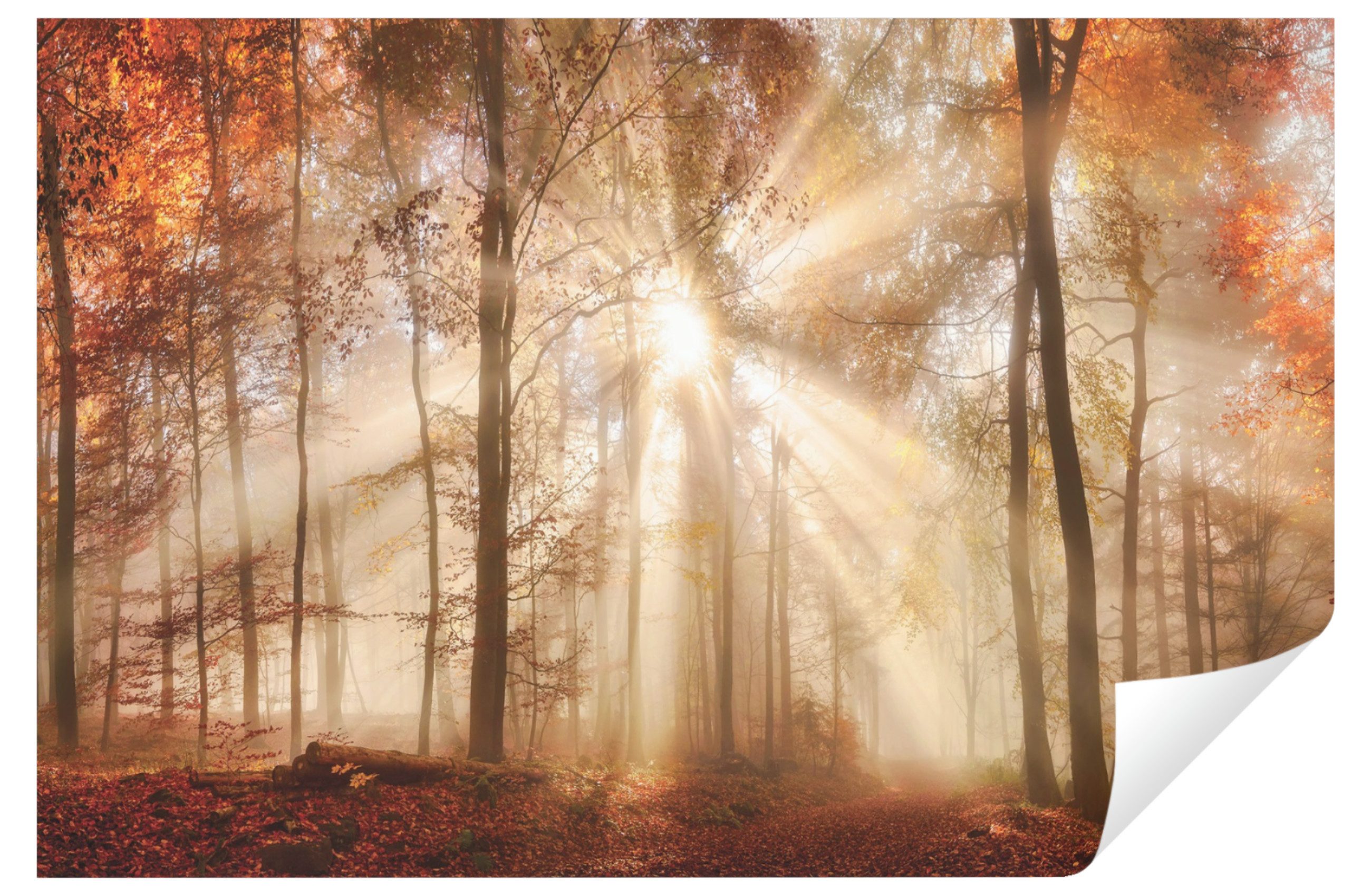 Wallarena Fototapete Wald Sonne Vlies Tapete Wohnzimmer Schlafzimmer Wandta günstig online kaufen