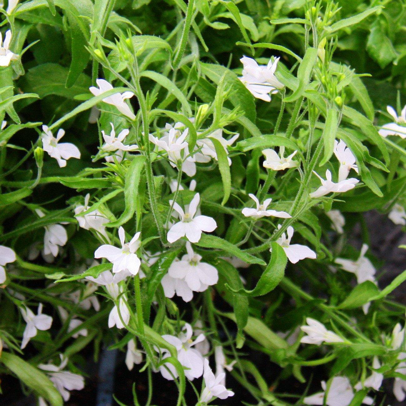 Exotenherz Beetpflanze Männertreu hängend weiss Lobelia richardii 11cm Set mit 3 Pflanzen
