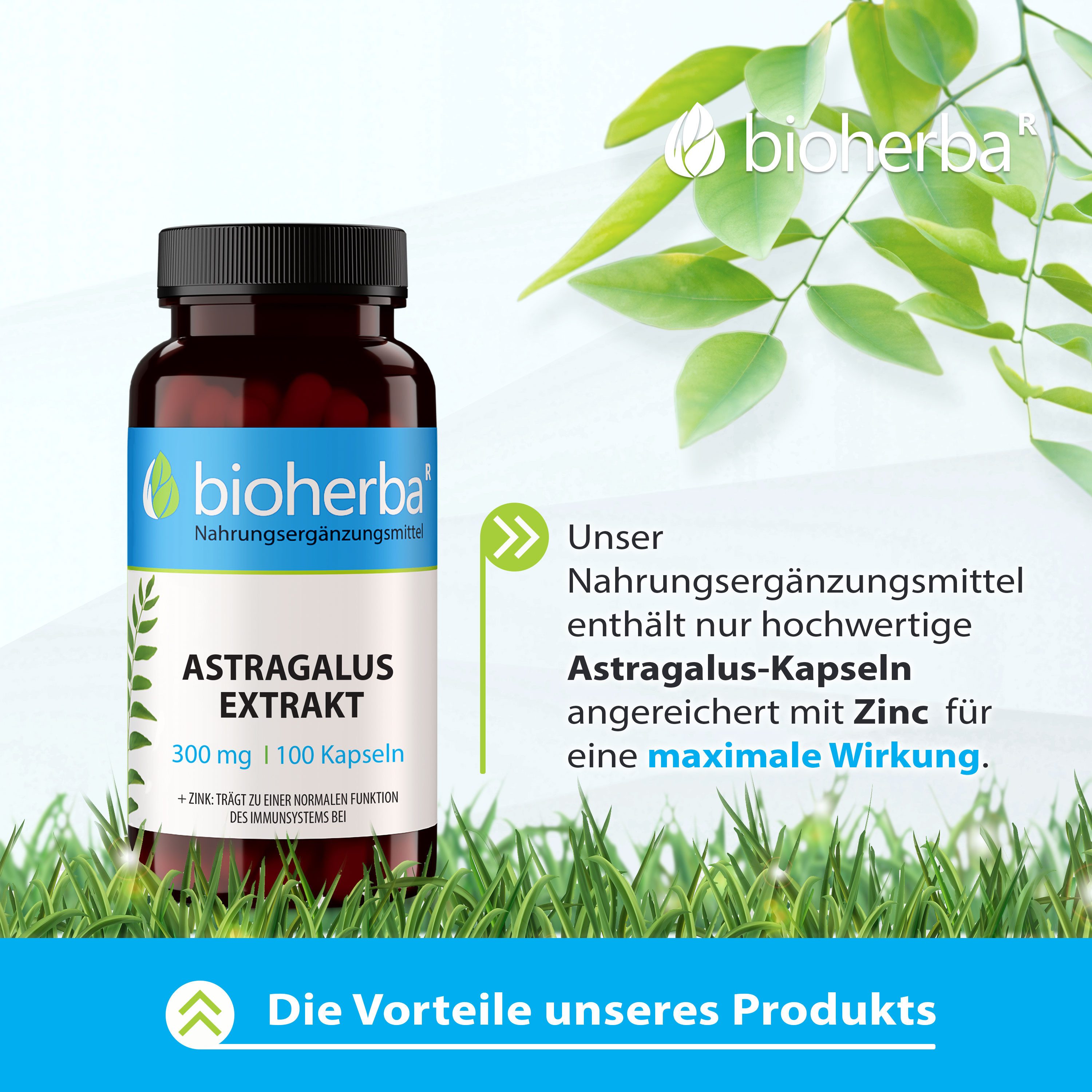 BIOHERBA R Bioherba Astragalus Extrakt 300 mg 100 Kapseln Tropfen, 1 er