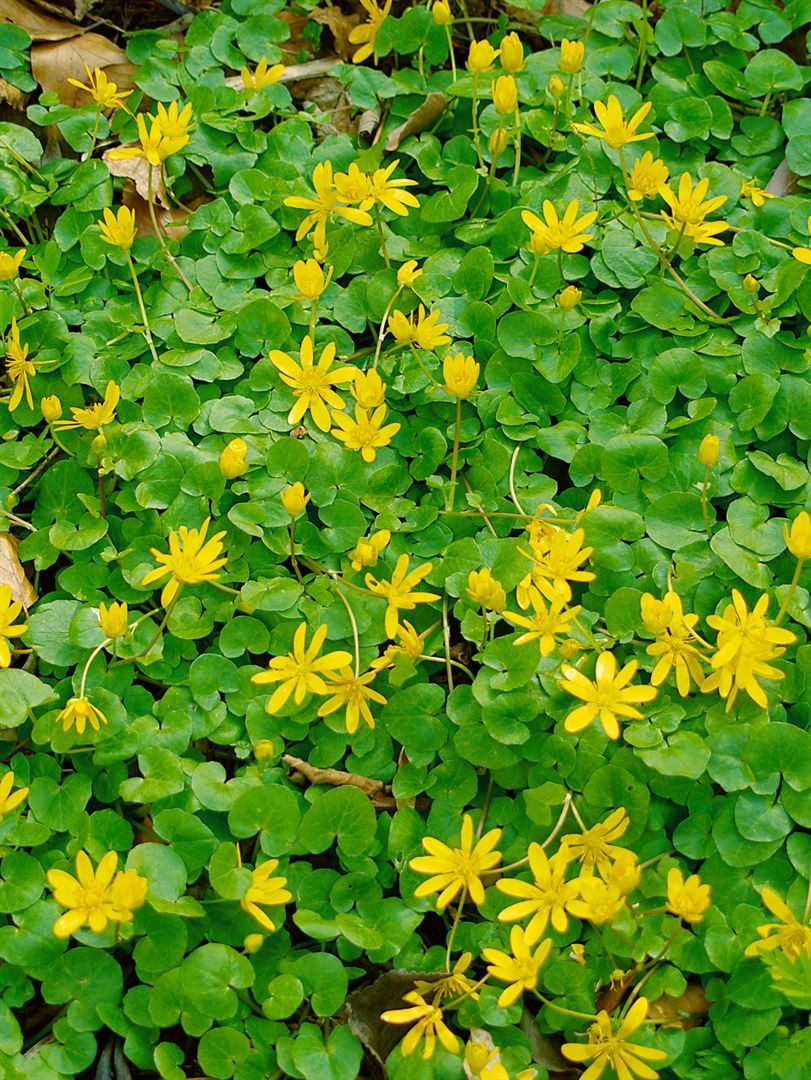 Pflanzen für Dich Staude Ranunculus ficaria, 1 St., Scharbockskraut, Feigwurz