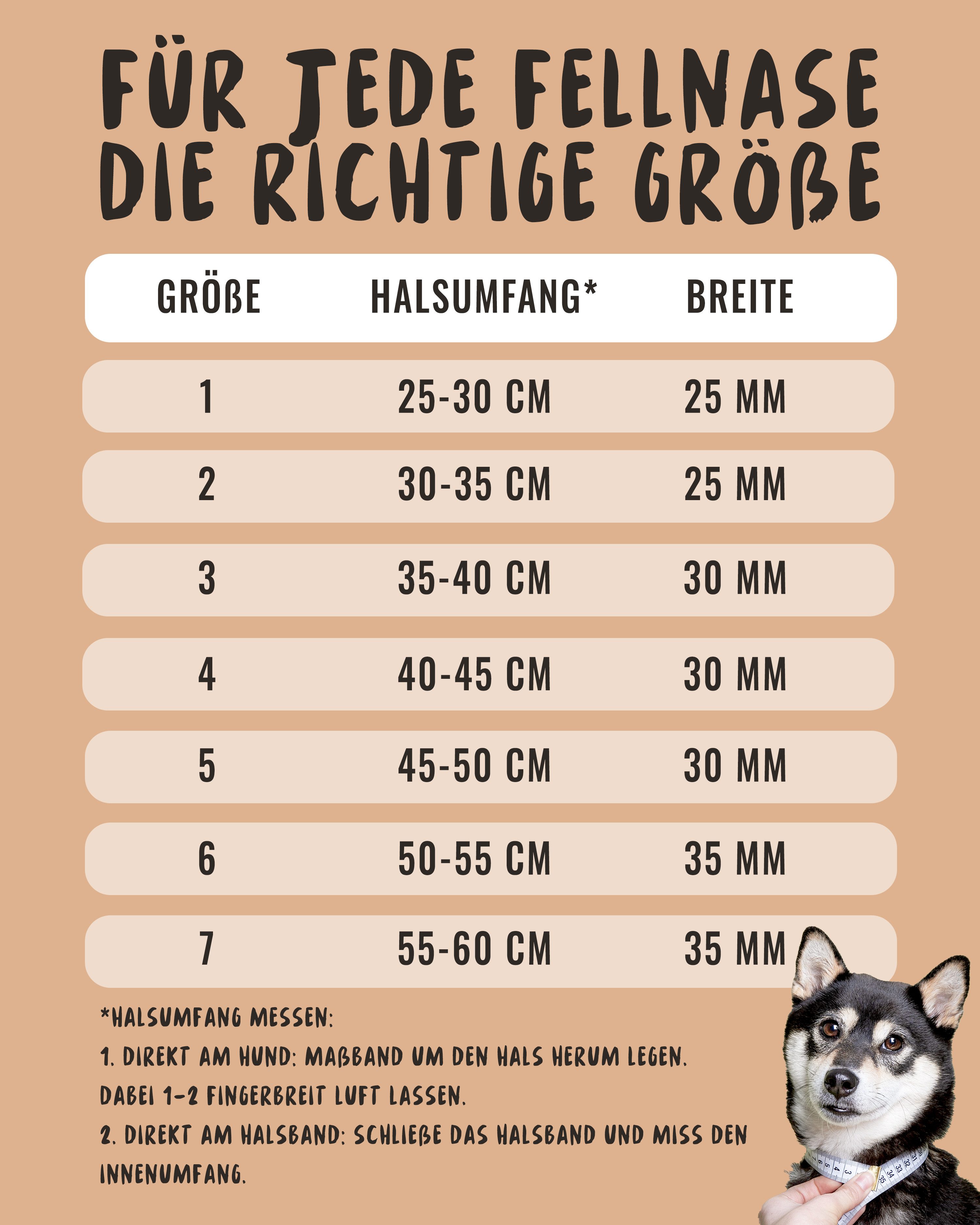 Rudelkönig Hunde-Halsband Bella Hundehalsband gepolstert, Robustes Hunde Halsband, Nylon, Verstellbares Halsband in verschiedenen Größen