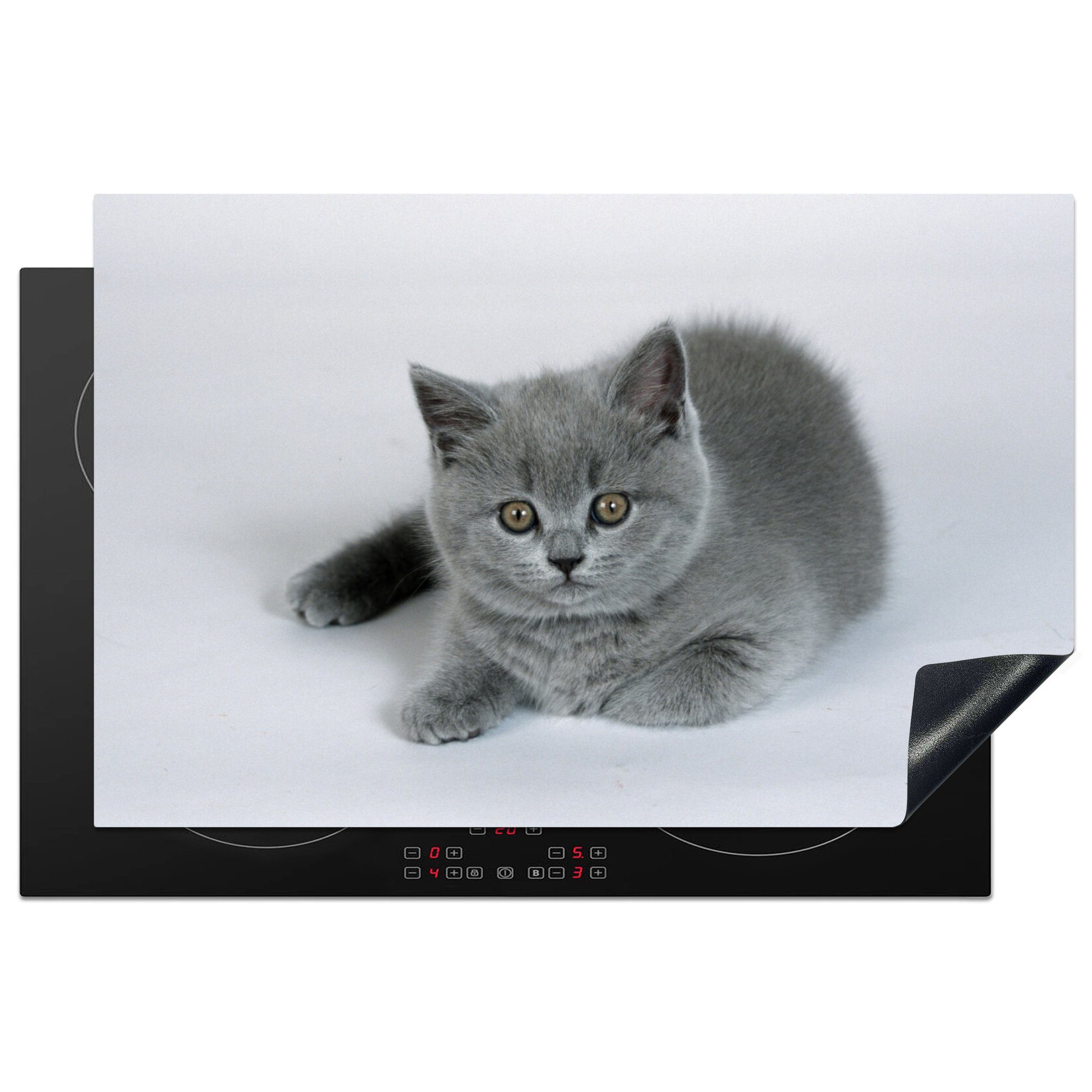 MuchoWow Herdblende-/Abdeckplatte Anzeige eines wunderschönen Britisch-Kurzhaar-Kätzchens, Vinyl, (1 tlg), 81x52 cm, Induktionskochfeld Schutz für die küche, Ceranfeldabdeckung