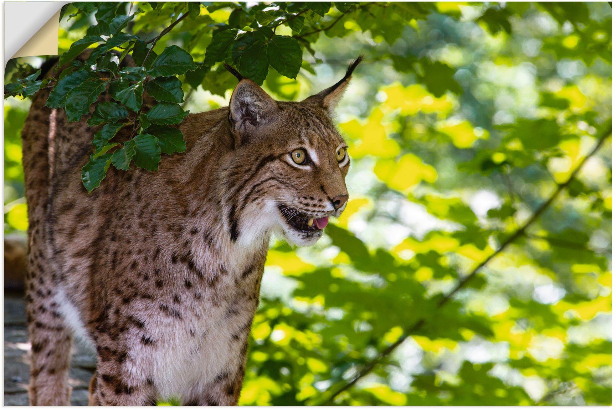 Artland Wandbild Ein Wald, oder St), Wandaufkleber im Poster in (1 Alubild, Größen Leinwandbild, Luchs versch. Raubkatzen als