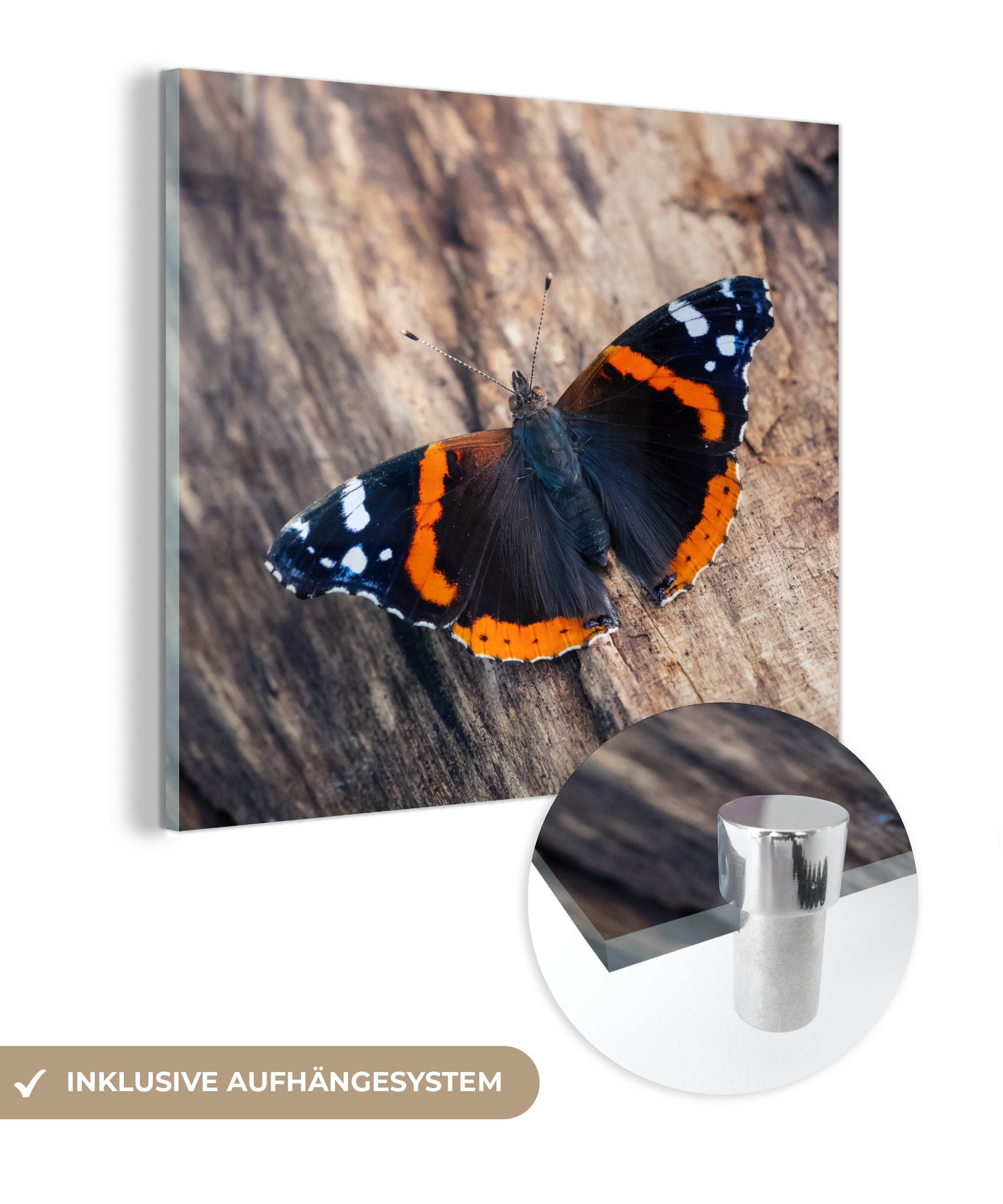 MuchoWow Acrylglasbild Admiral Schmetterling auf einem Baumstamm, (1 St), Glasbilder - Bilder auf Glas Wandbild - Foto auf Glas - Wanddekoration